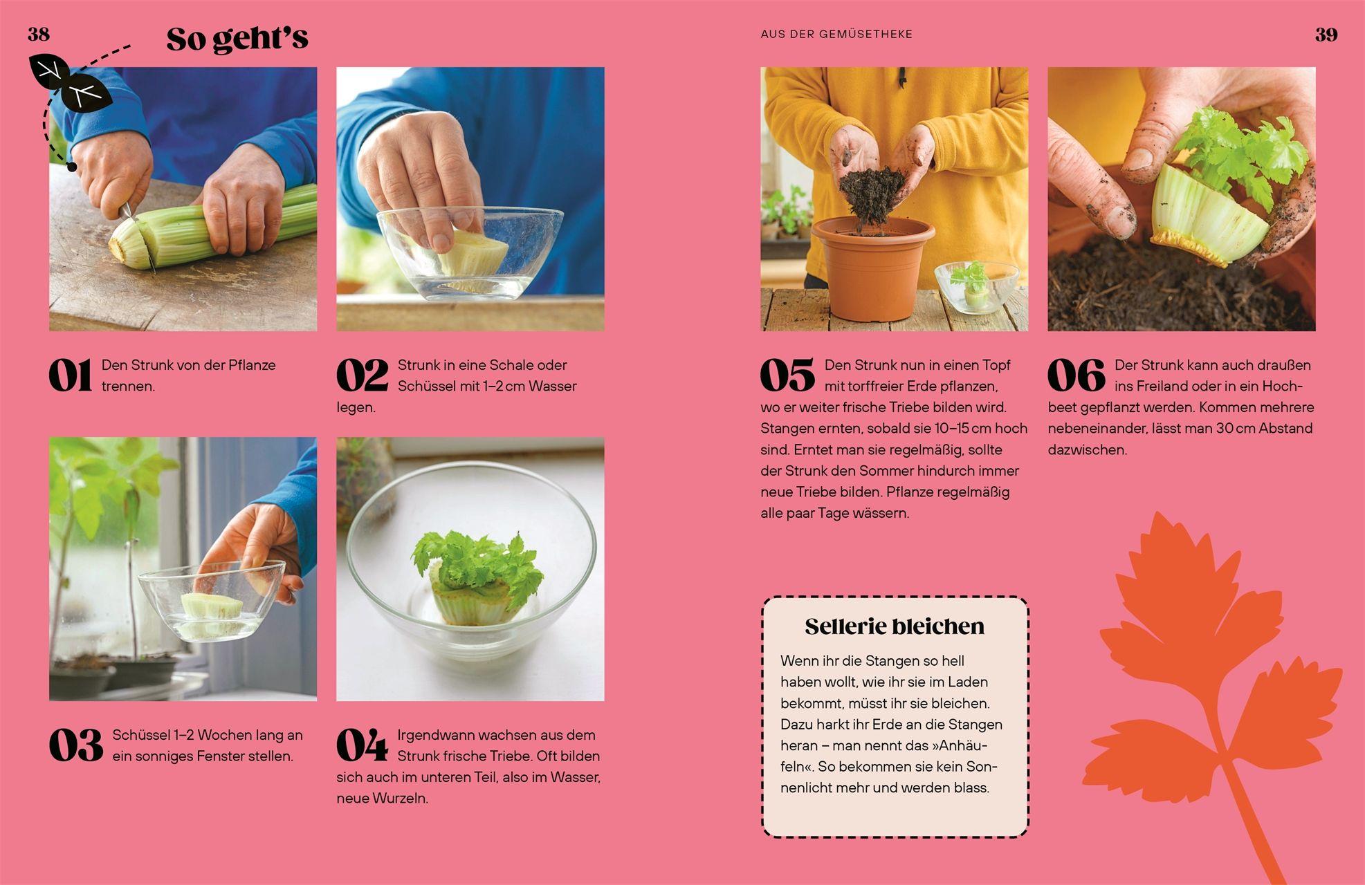 Beispielinhalt (Bild) Regrow