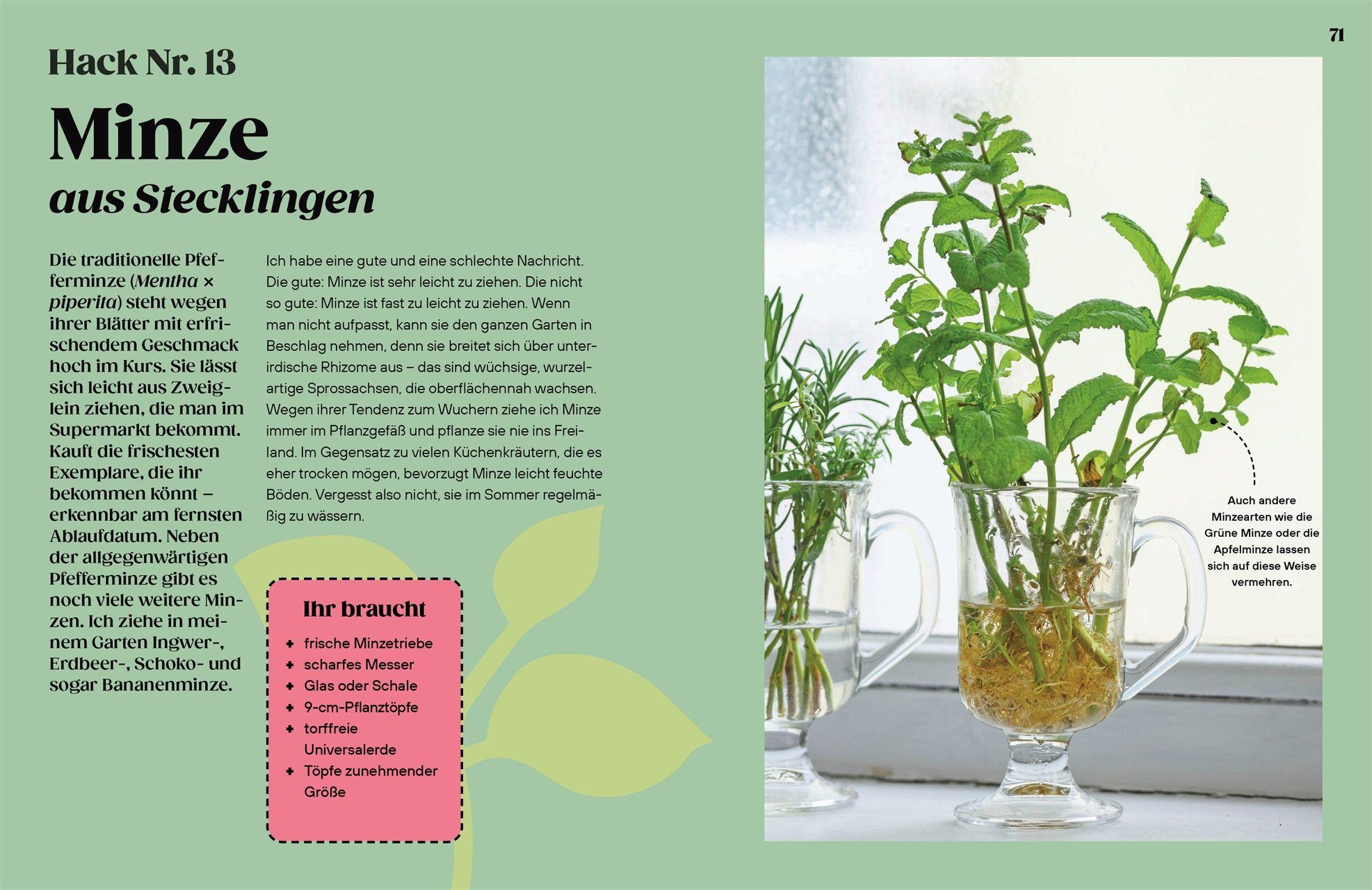 Beispielinhalt (Bild) Regrow