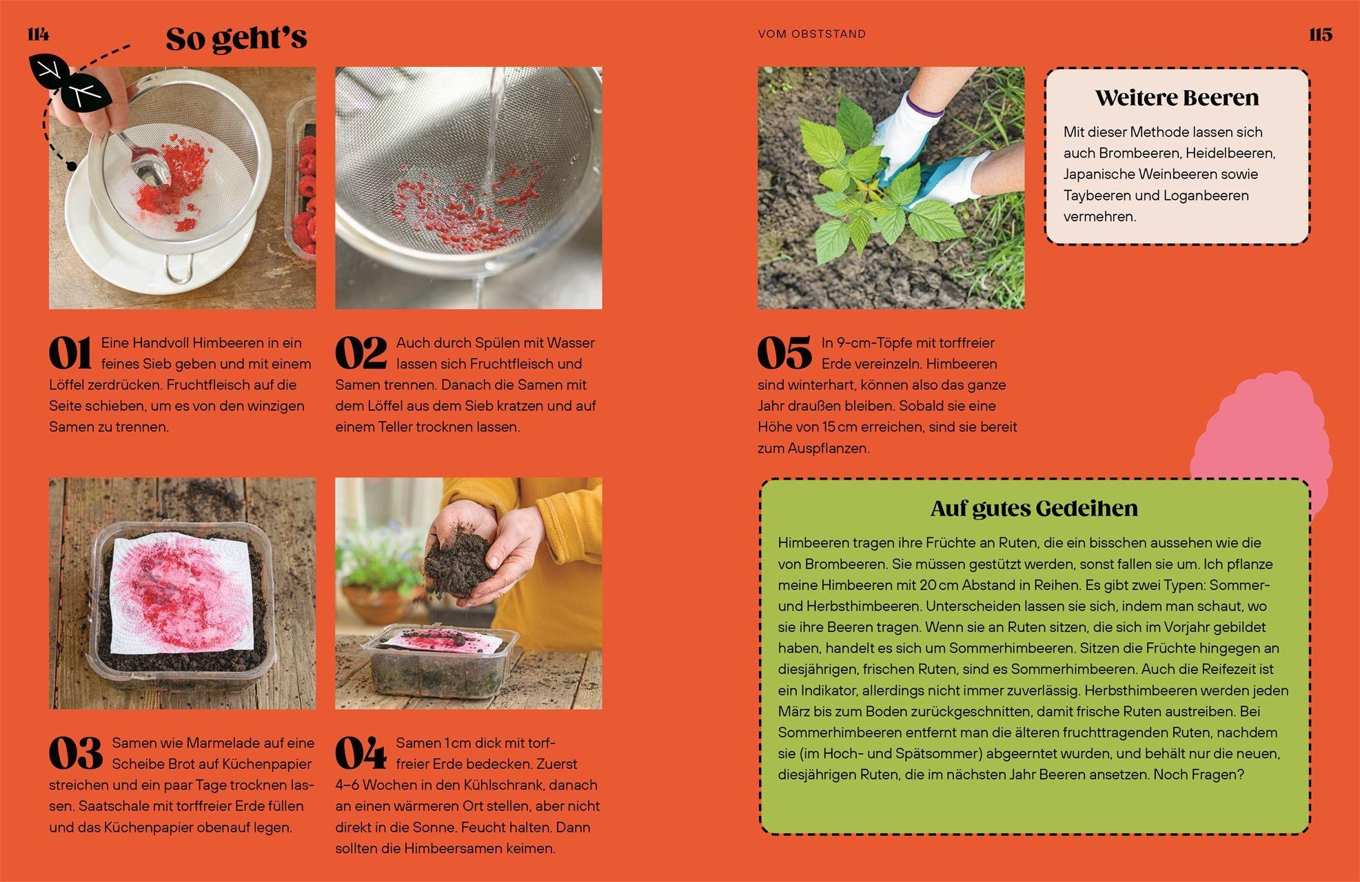 Beispielinhalt (Bild) Regrow