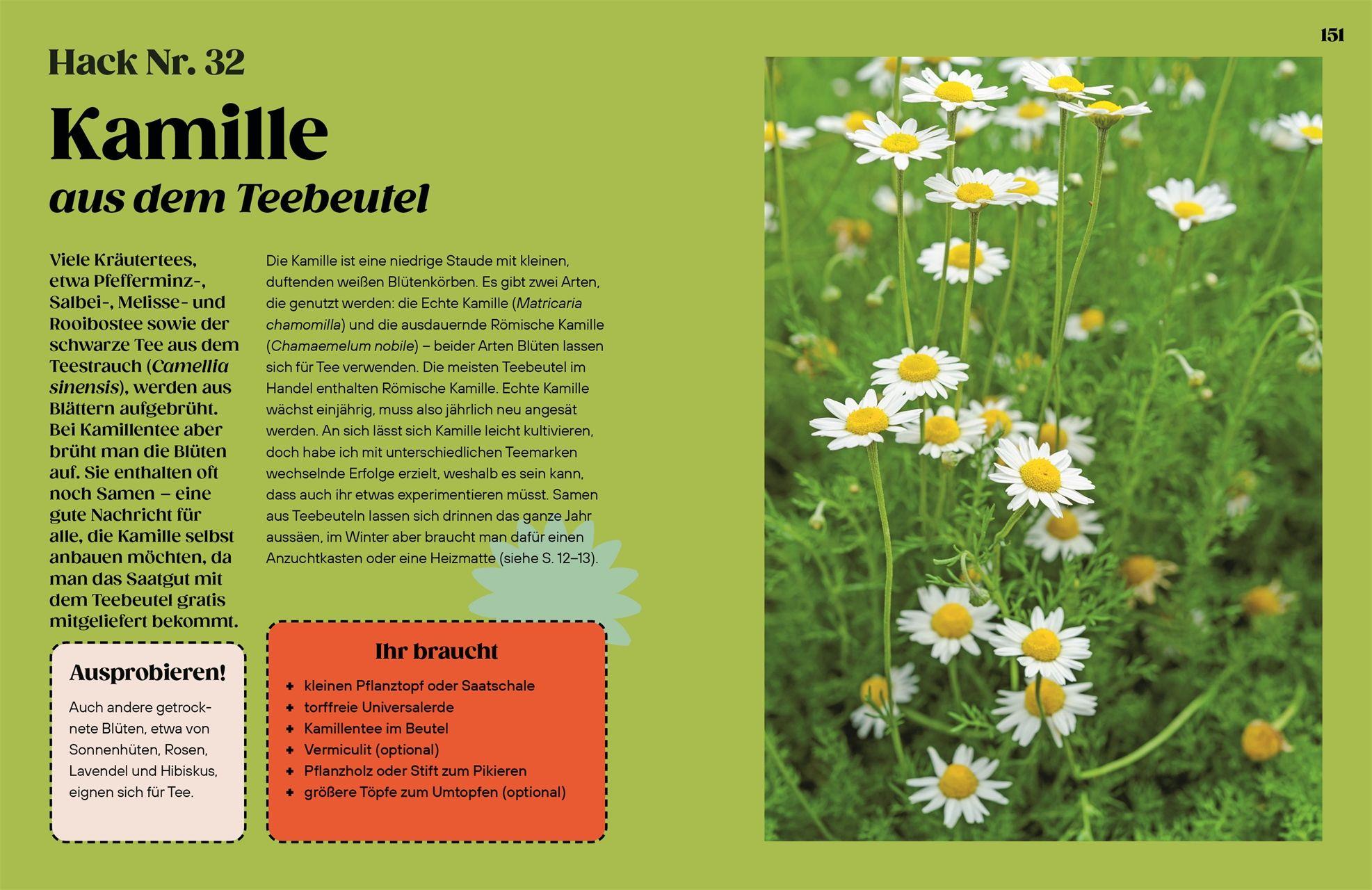 Beispielinhalt (Bild) Regrow