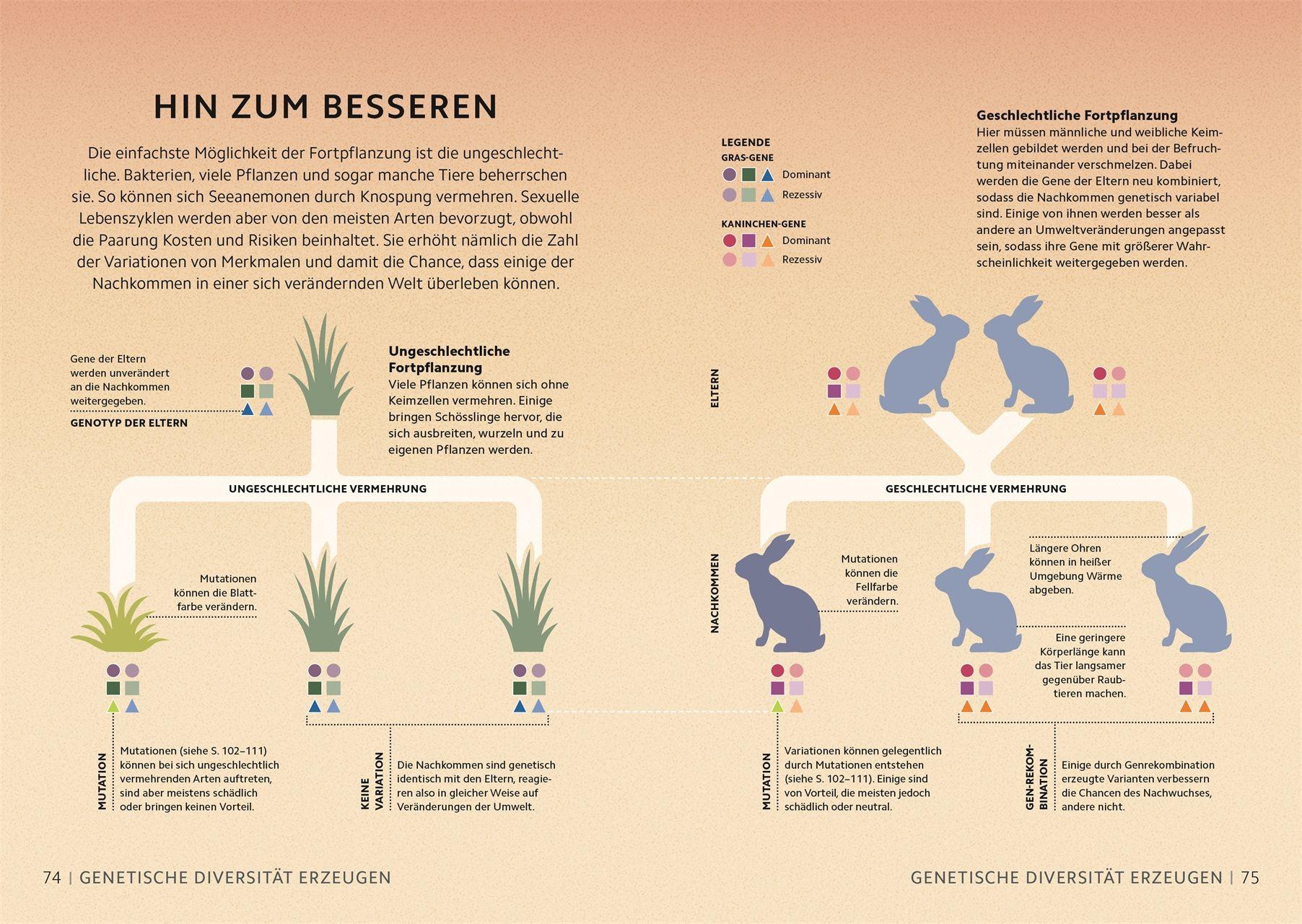 Beispielinhalt (Bild) SIMPLY. Genetik