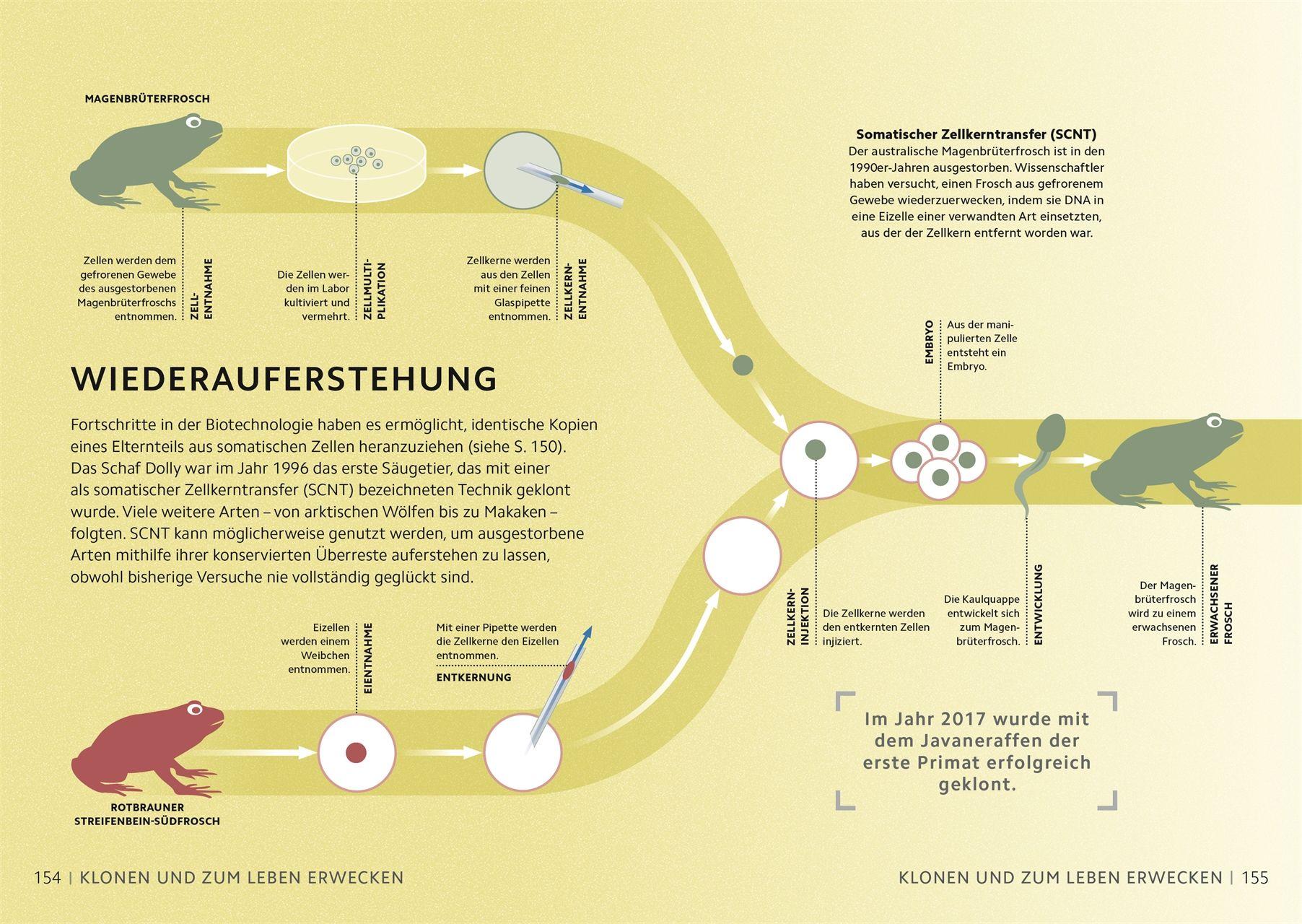 Beispielinhalt (Bild) SIMPLY. Genetik