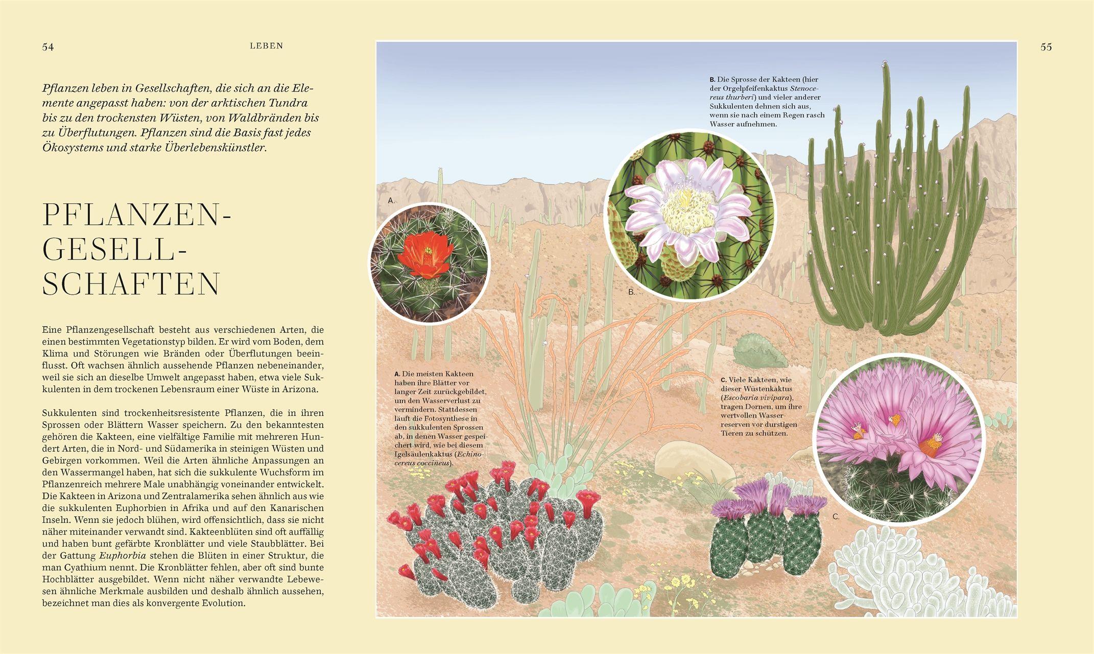 Beispielinhalt (Bild) Wildpflanzen