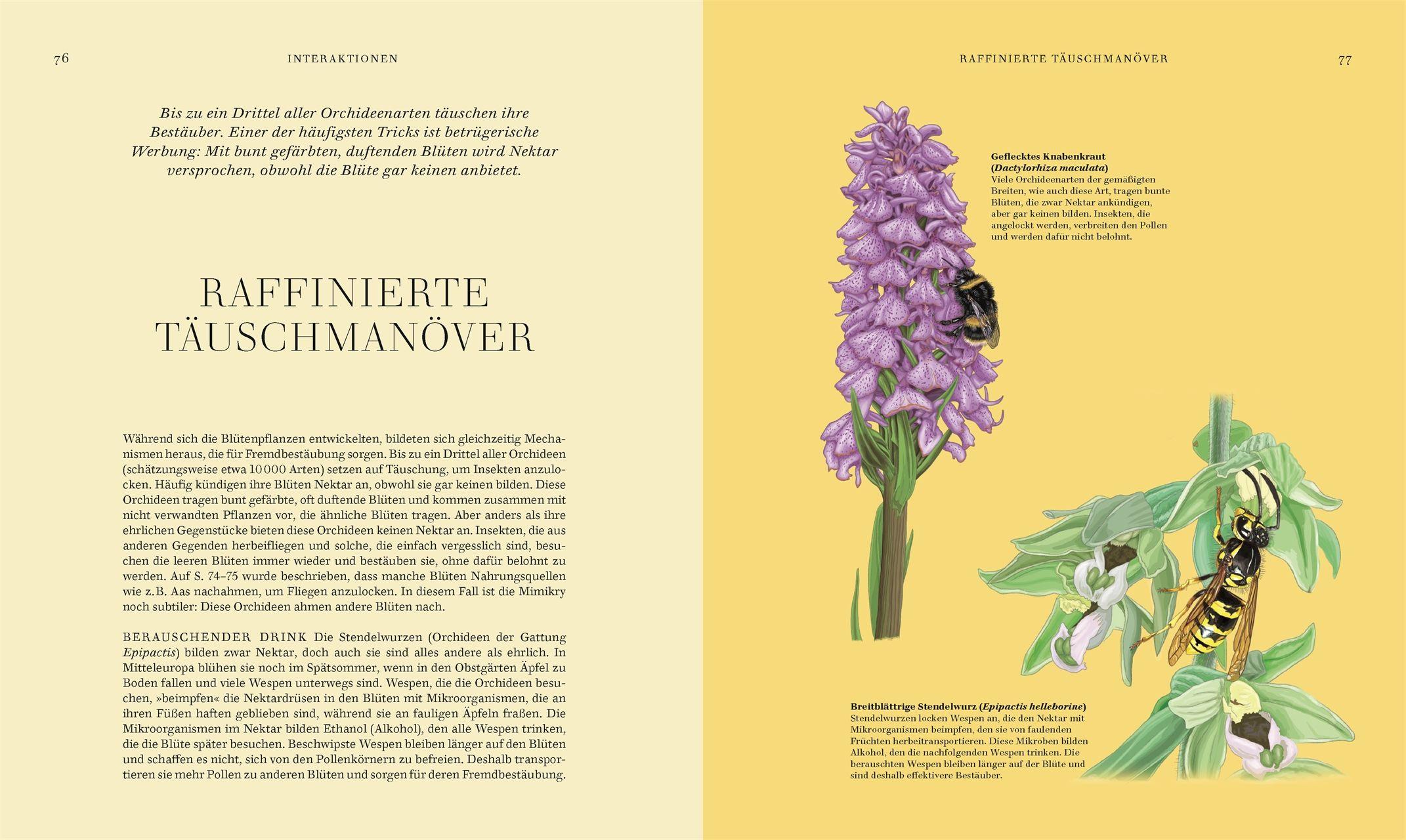 Beispielinhalt (Bild) Wildpflanzen