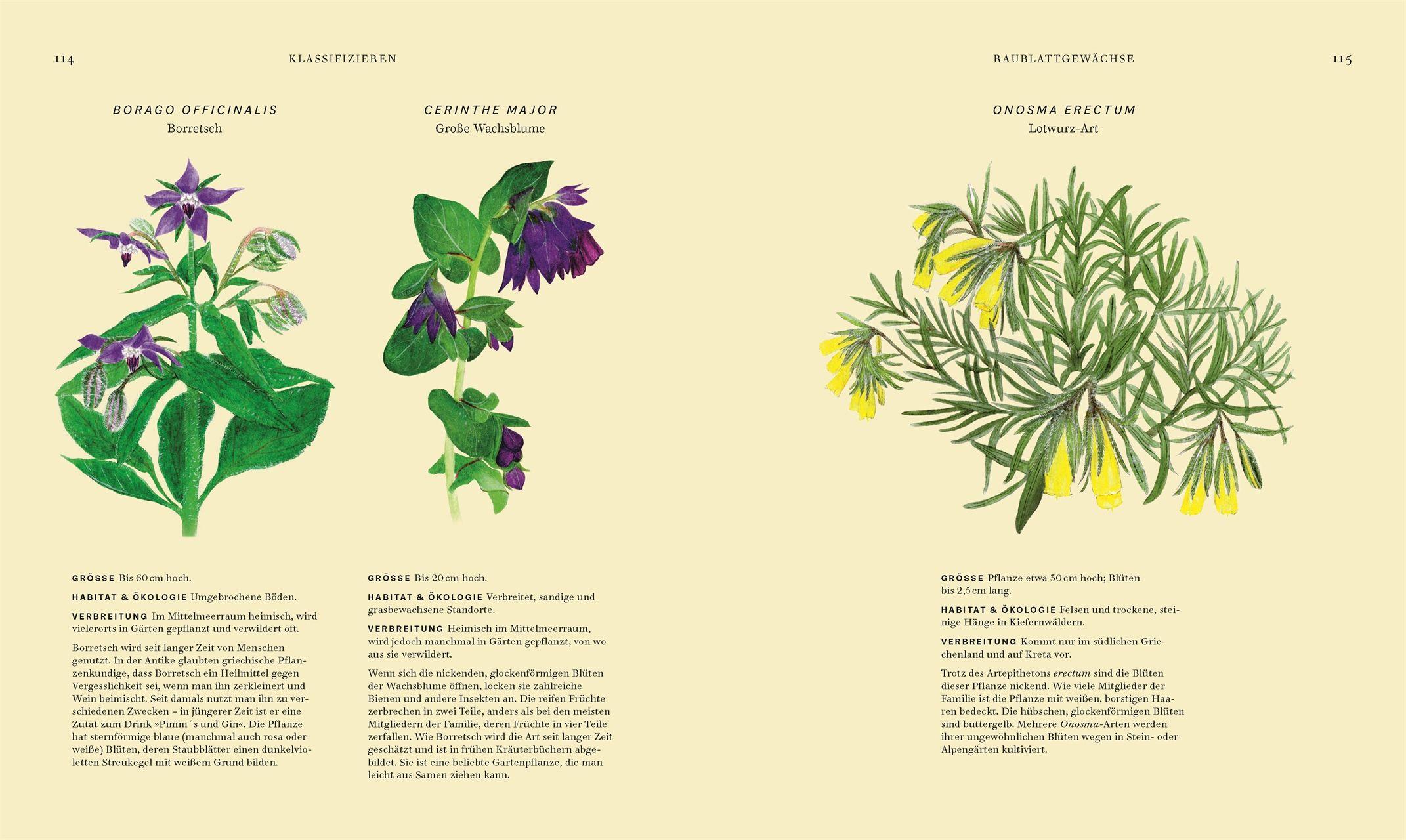 Beispielinhalt (Bild) Wildpflanzen