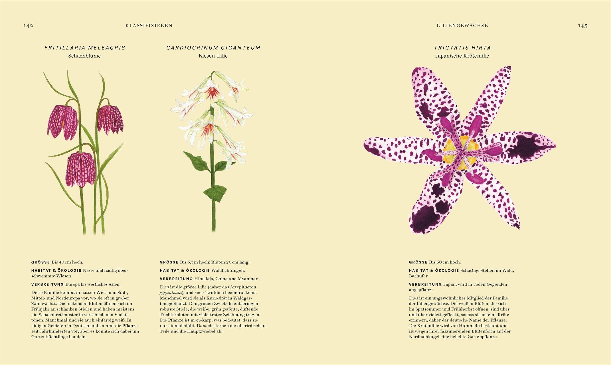 Beispielinhalt (Bild) Wildpflanzen