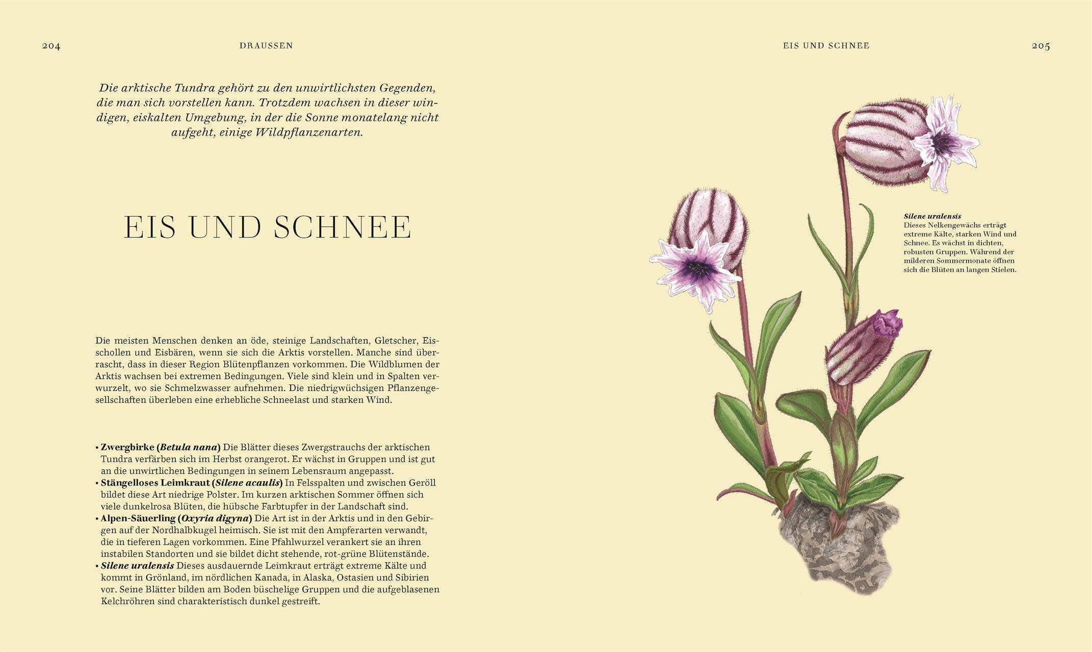 Beispielinhalt (Bild) Wildpflanzen