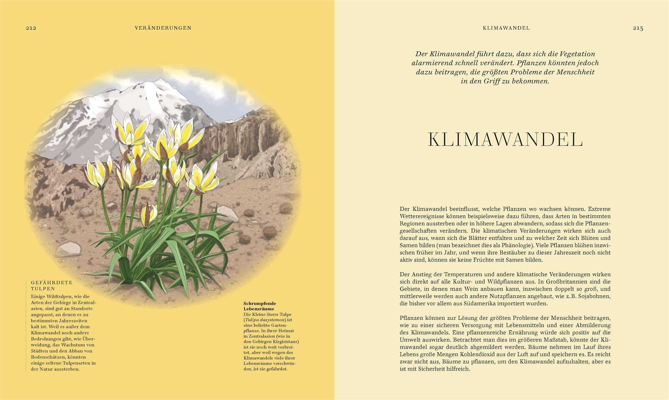 Beispielinhalt (Bild) Wildpflanzen