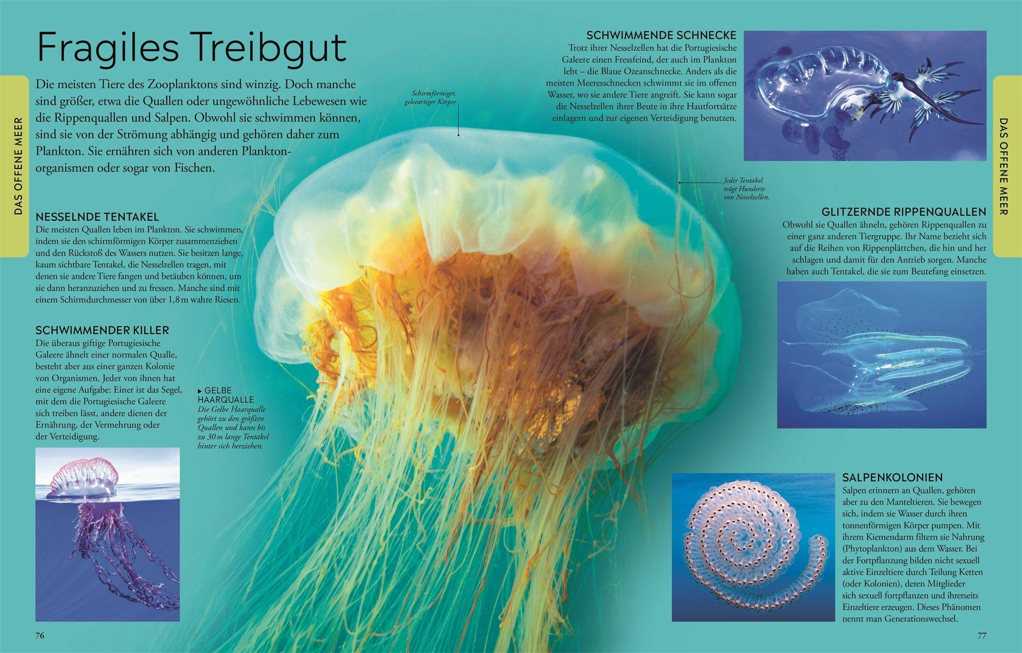 Beispielinhalt (Bild) Wissen für clevere Kids. Ozeane für clevere Kids