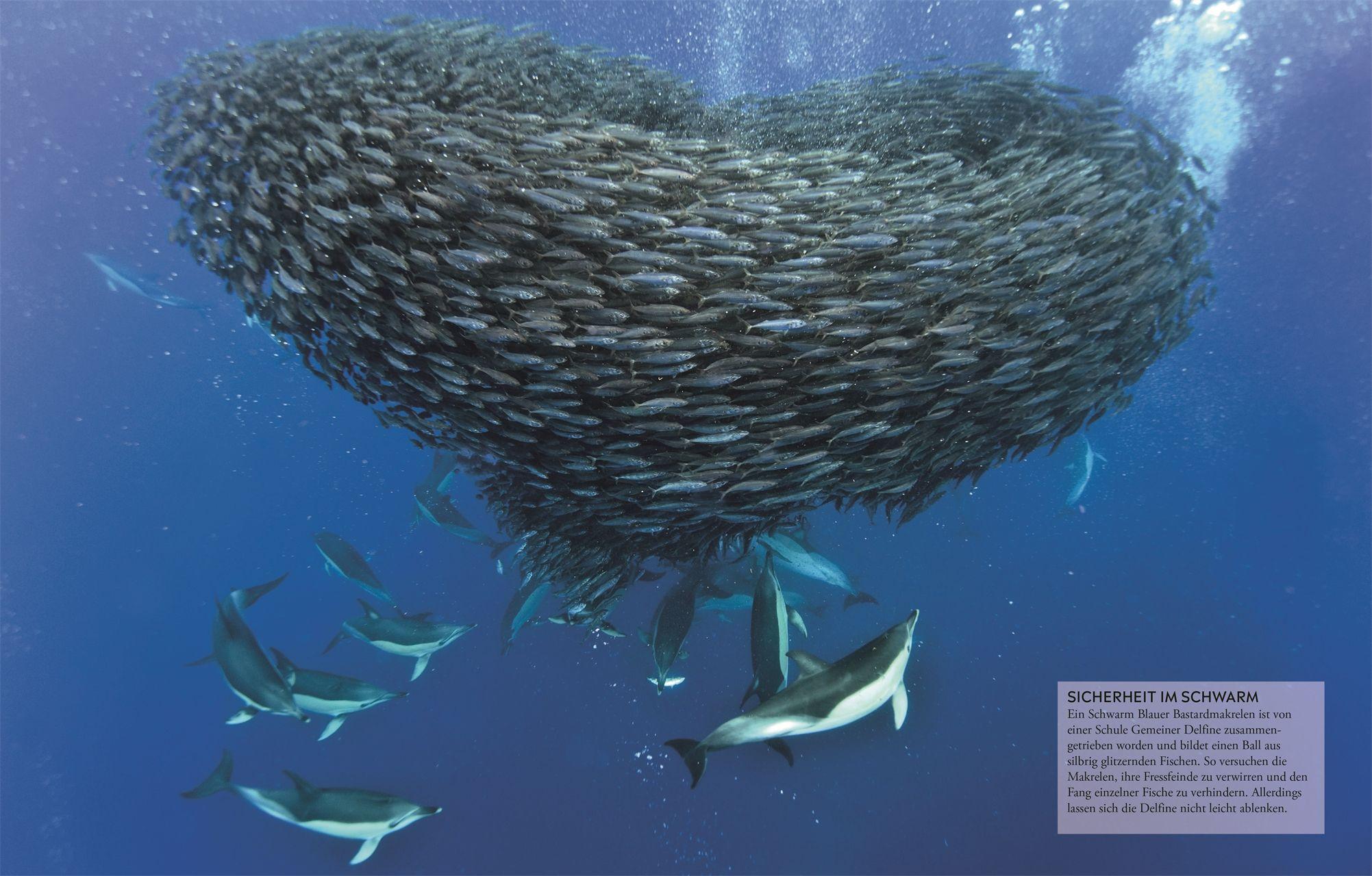 Beispielinhalt (Bild) Wissen für clevere Kids. Ozeane für clevere Kids