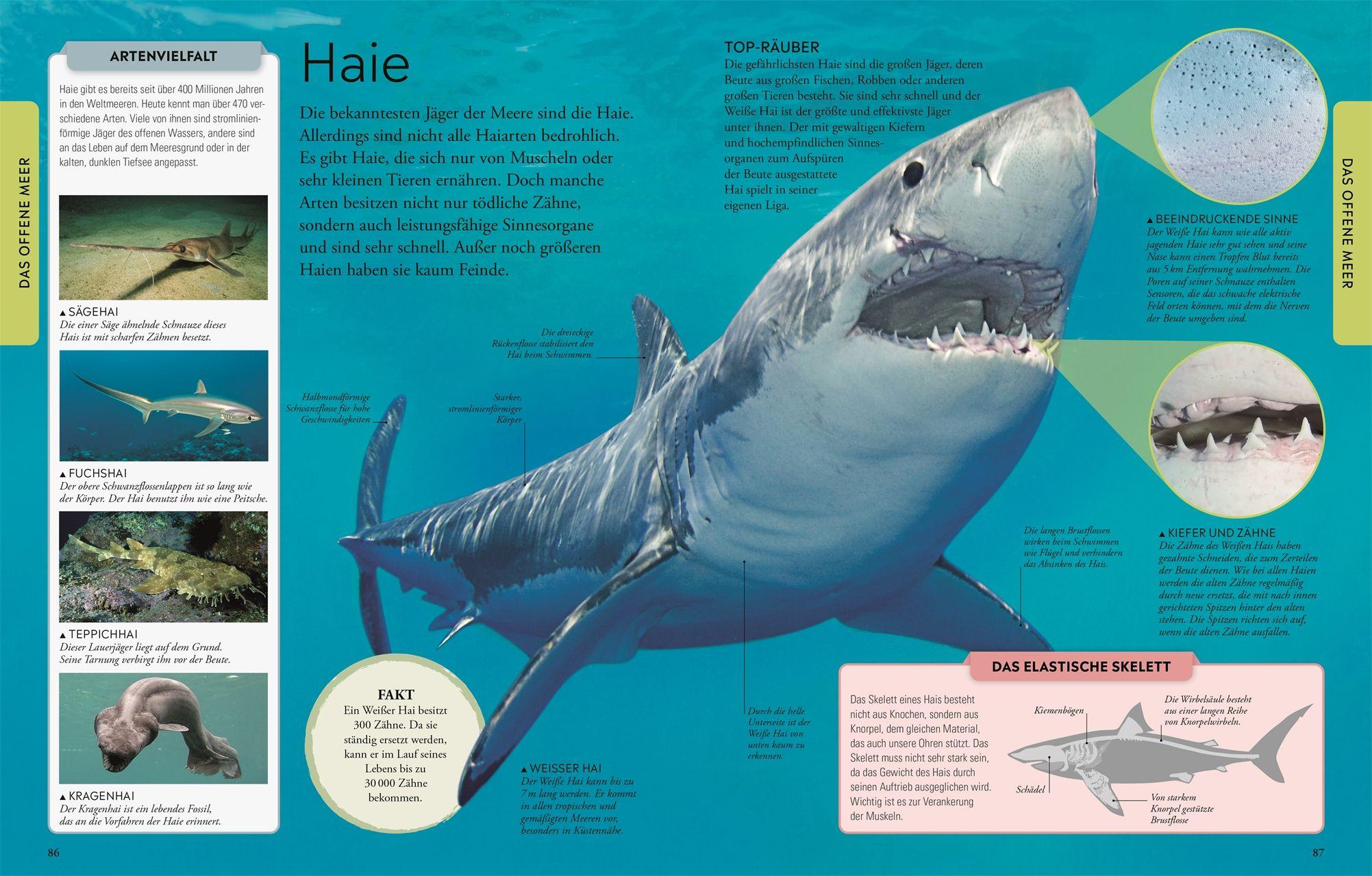 Beispielinhalt (Bild) Wissen für clevere Kids. Ozeane für clevere Kids
