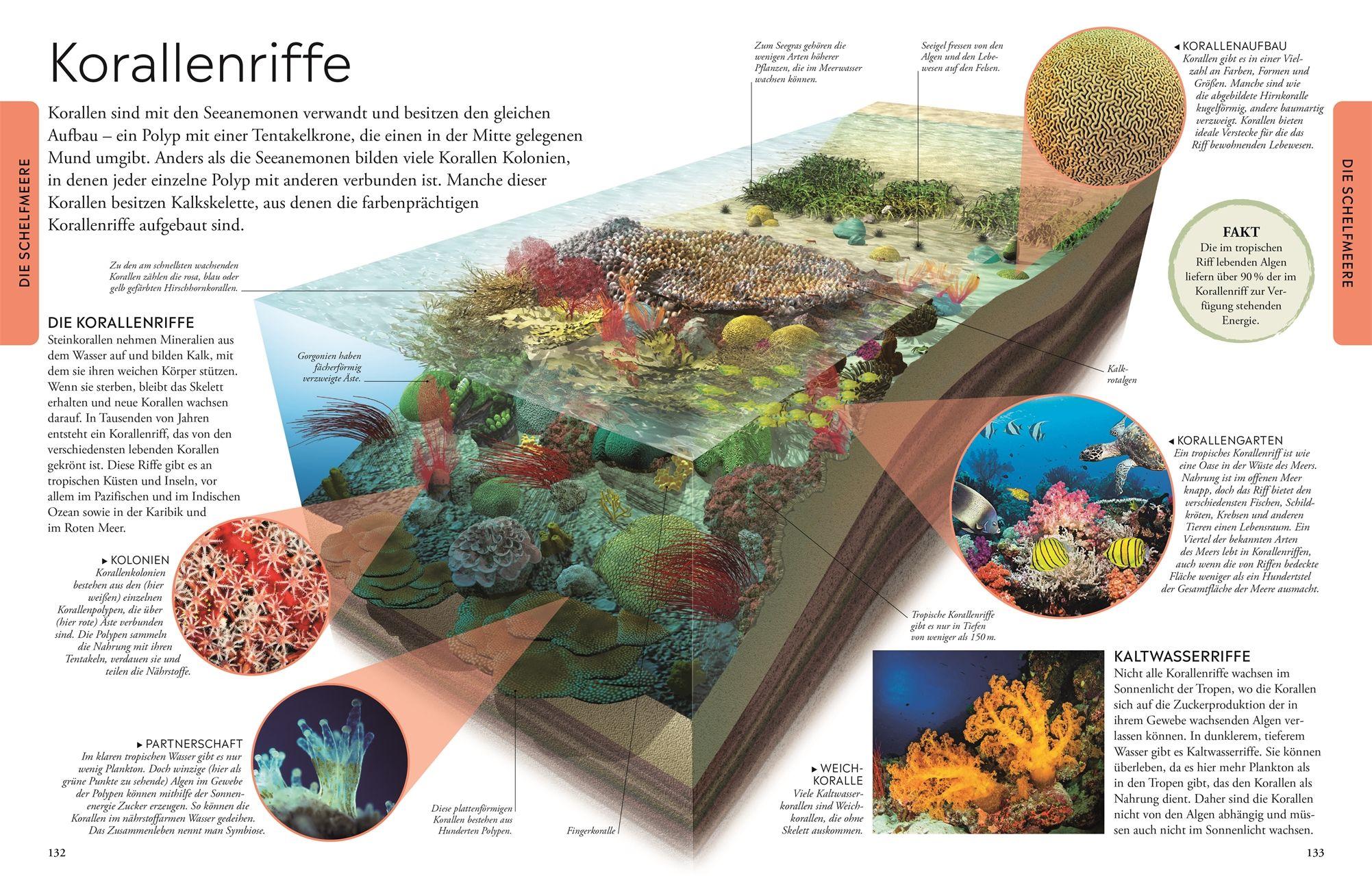 Beispielinhalt (Bild) Wissen für clevere Kids. Ozeane für clevere Kids