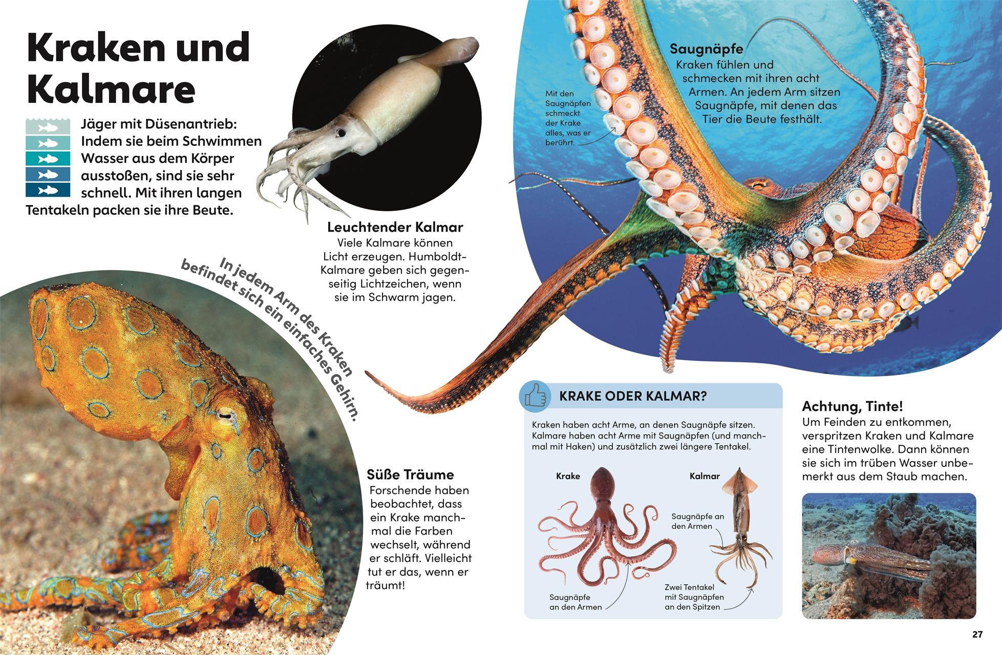 Beispielinhalt (Bild) memo Wissen Kids. Das Meer