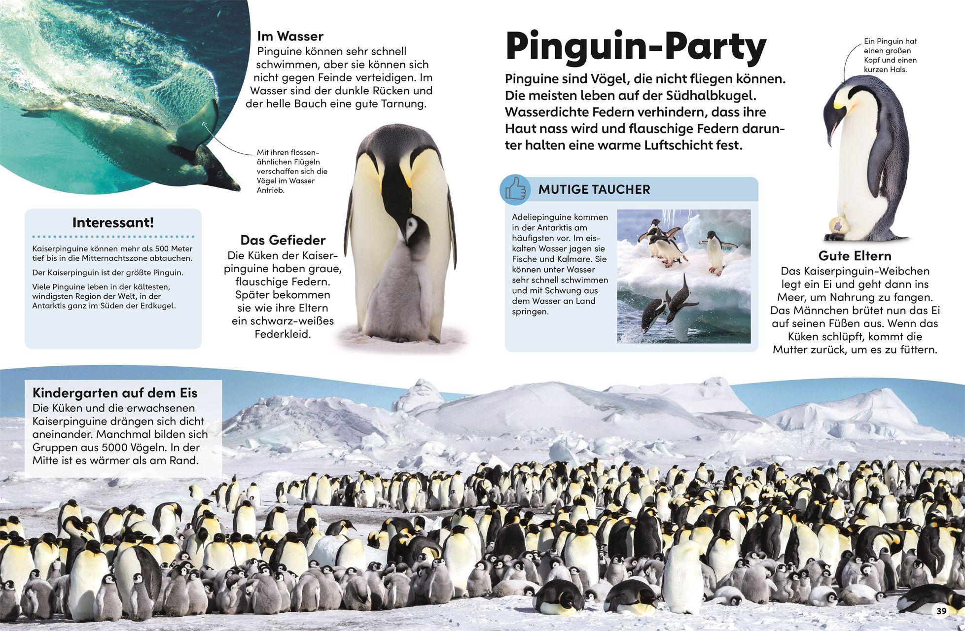 Beispielinhalt (Bild) memo Wissen Kids. Das Meer