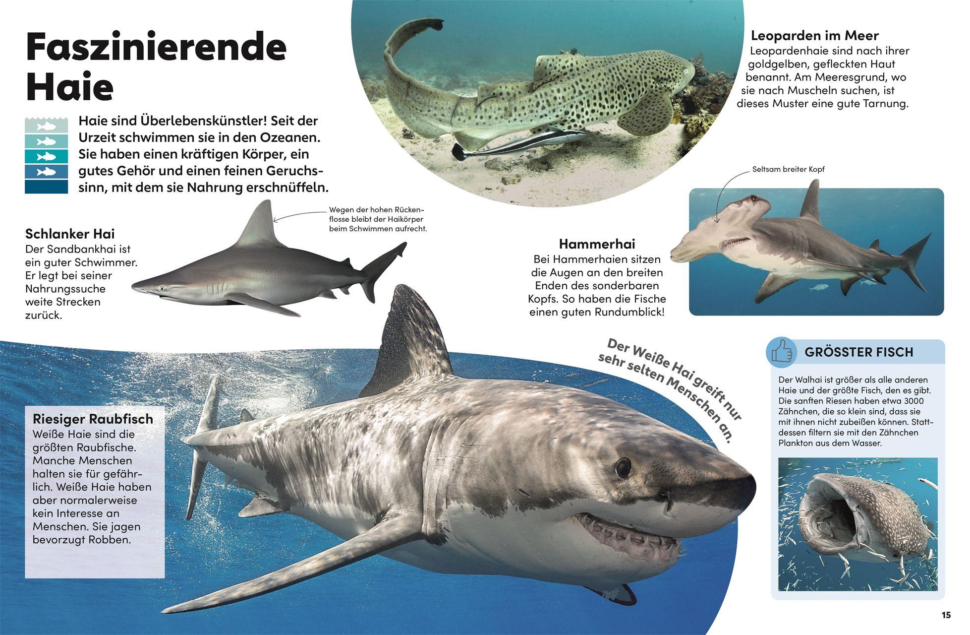 Beispielinhalt (Bild) memo Wissen Kids. Das Meer