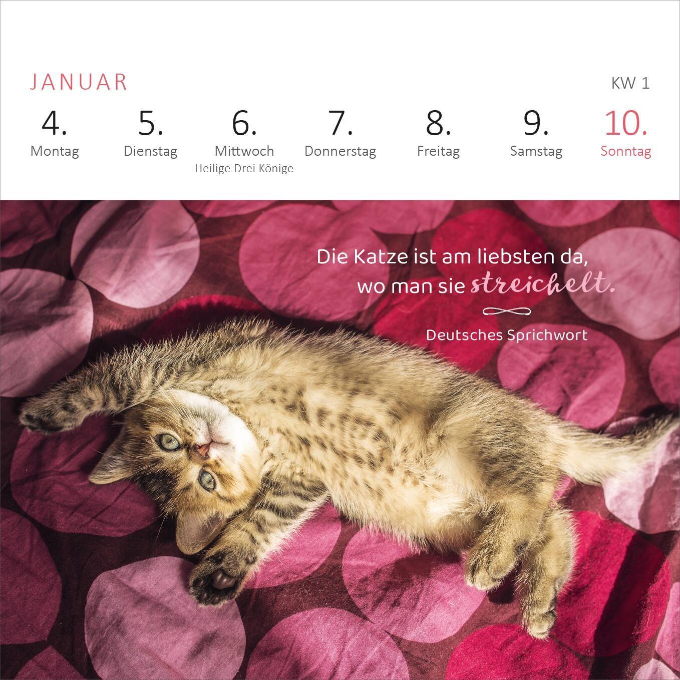 Beispielinhalt (Bild) Mini-Wochenkalender Katzenweisheiten 2027