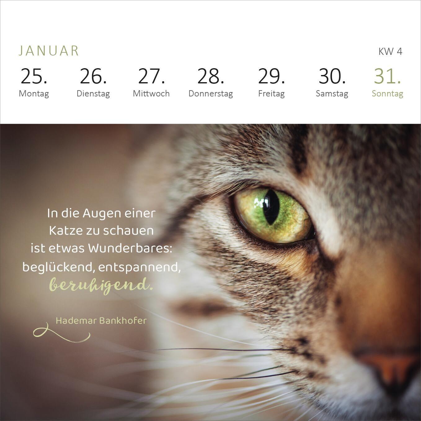 Beispielinhalt (Bild) Mini-Wochenkalender Katzenweisheiten 2027