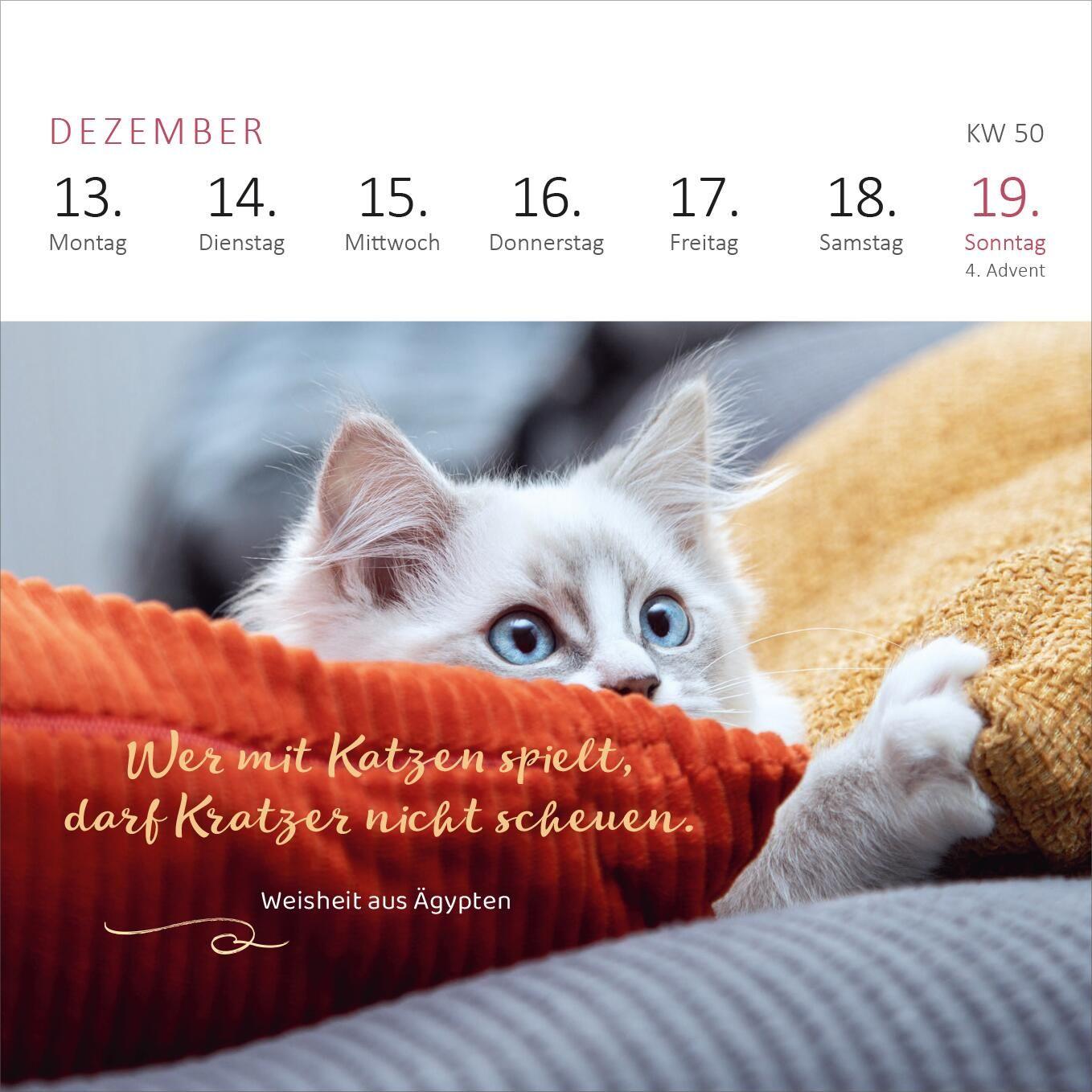Beispielinhalt (Bild) Mini-Wochenkalender Katzenweisheiten 2027