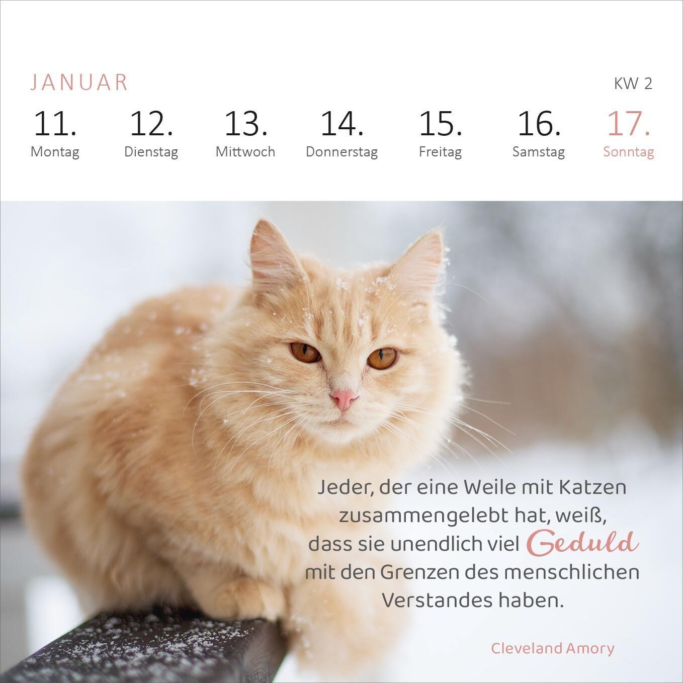 Beispielinhalt (Bild) Mini-Wochenkalender Katzenweisheiten 2027