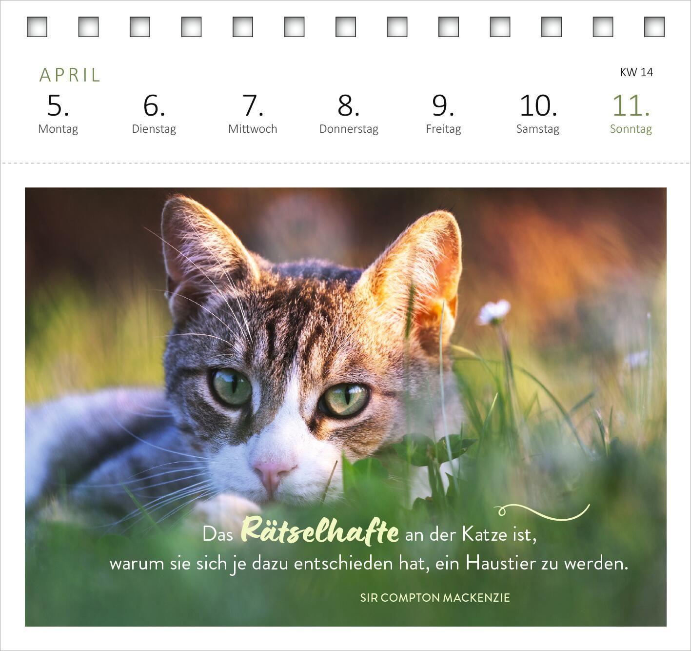 Beispielinhalt (Bild) Postkartenkalender Katzenweisheiten 2027