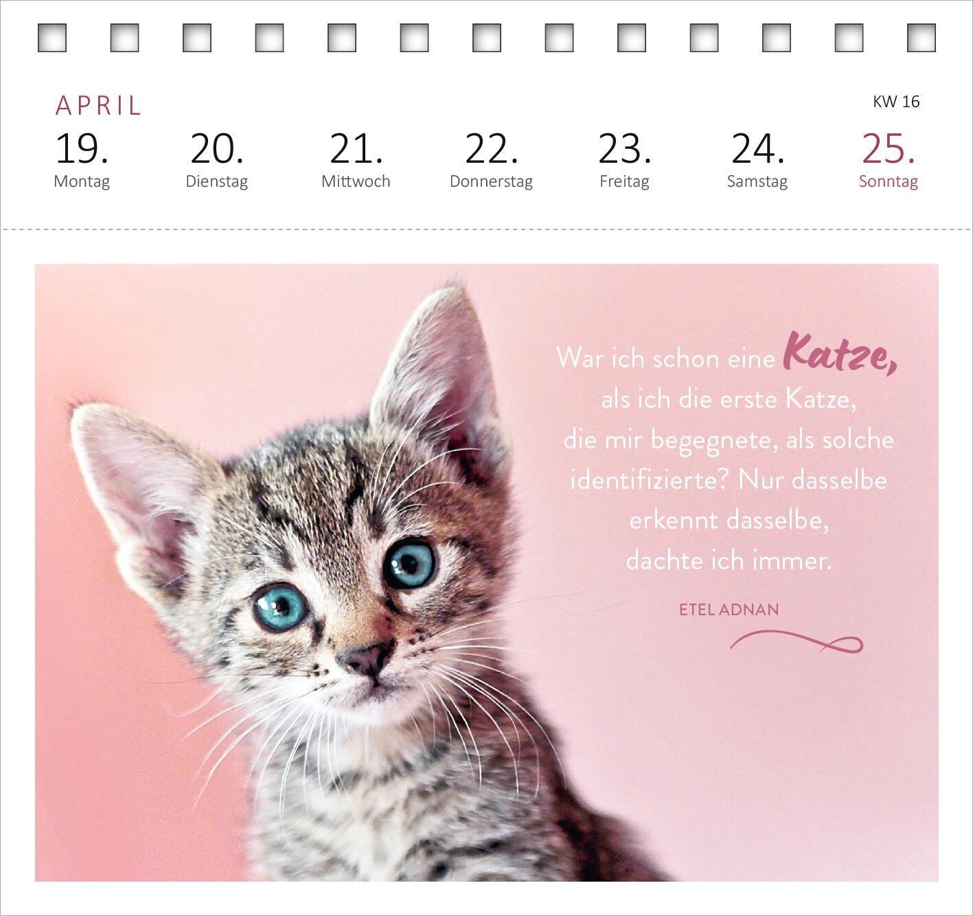 Beispielinhalt (Bild) Postkartenkalender Katzenweisheiten 2027