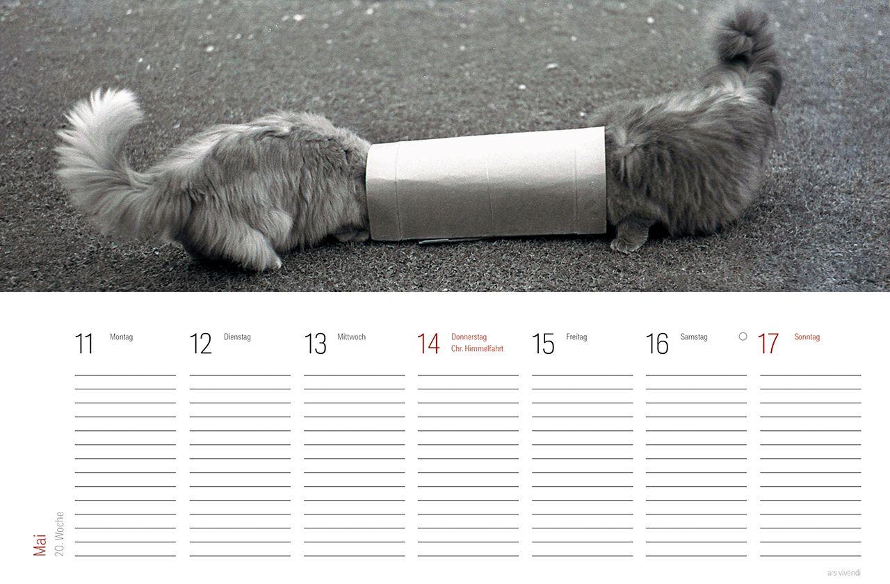 Beispielinhalt (Bild) Tischkalender Katzen 2027