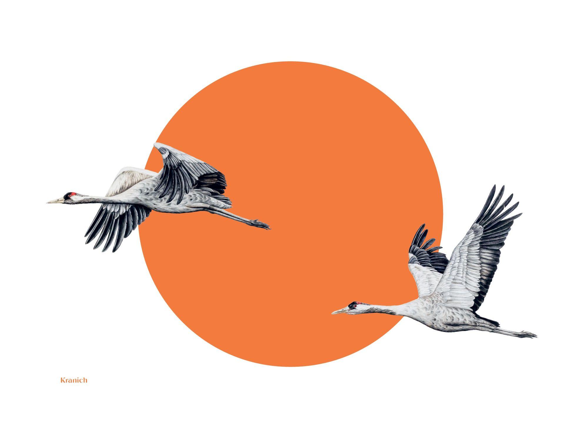 Beispielinhalt (Bild) Prachtliebe & Wunderfakten