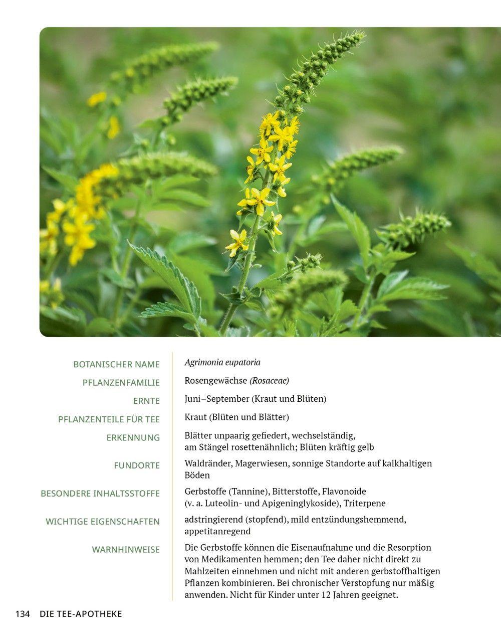 Beispielinhalt (Bild) Die Tee-Apotheke