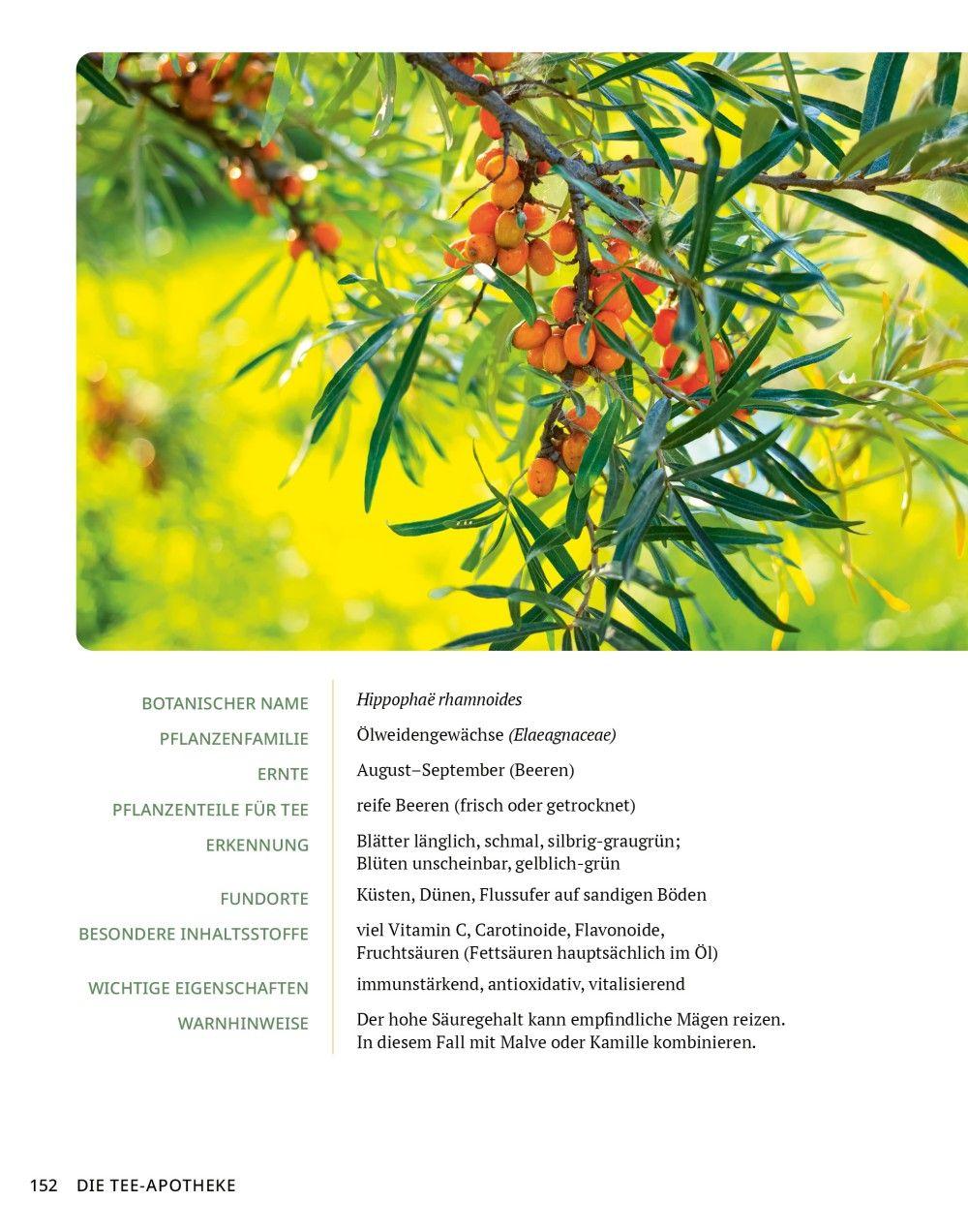 Beispielinhalt (Bild) Die Tee-Apotheke