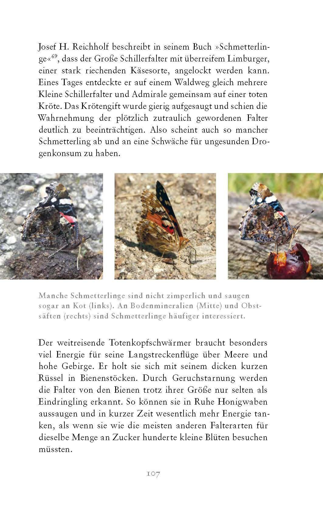Beispielinhalt (Bild) Die fabelhafte Welt der Schmetterlinge