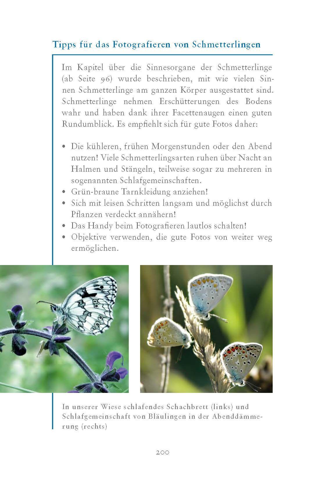 Beispielinhalt (Bild) Die fabelhafte Welt der Schmetterlinge