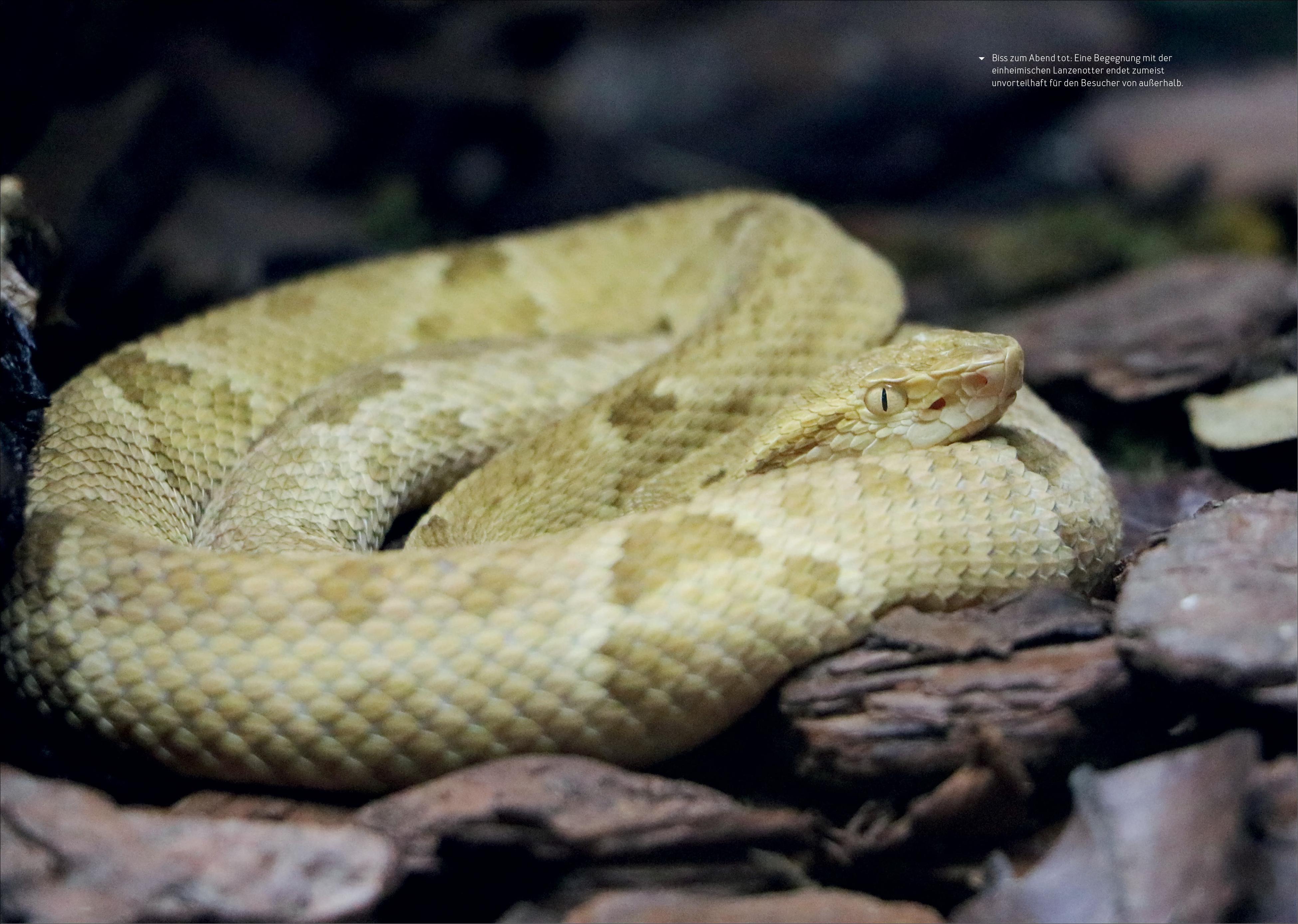 Beispielinhalt (Bild) How to Kill Yourself Abroad