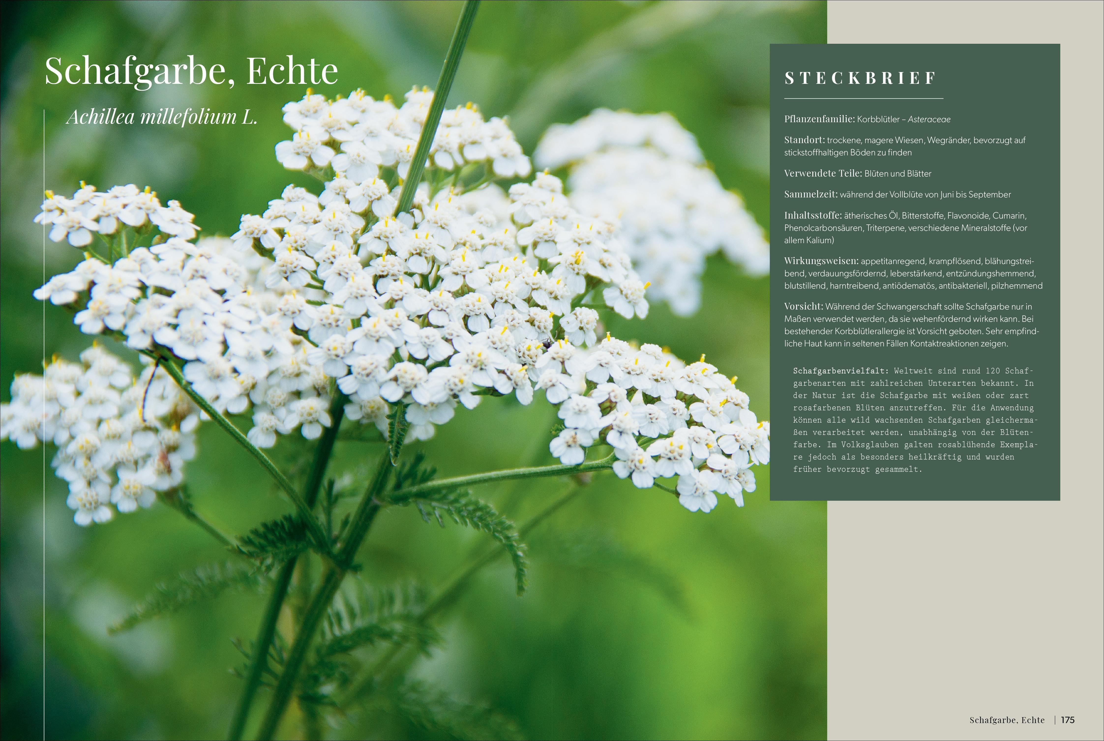 Beispielinhalt (Bild) Die Kräutermacherei. Meine Naturapotheke.