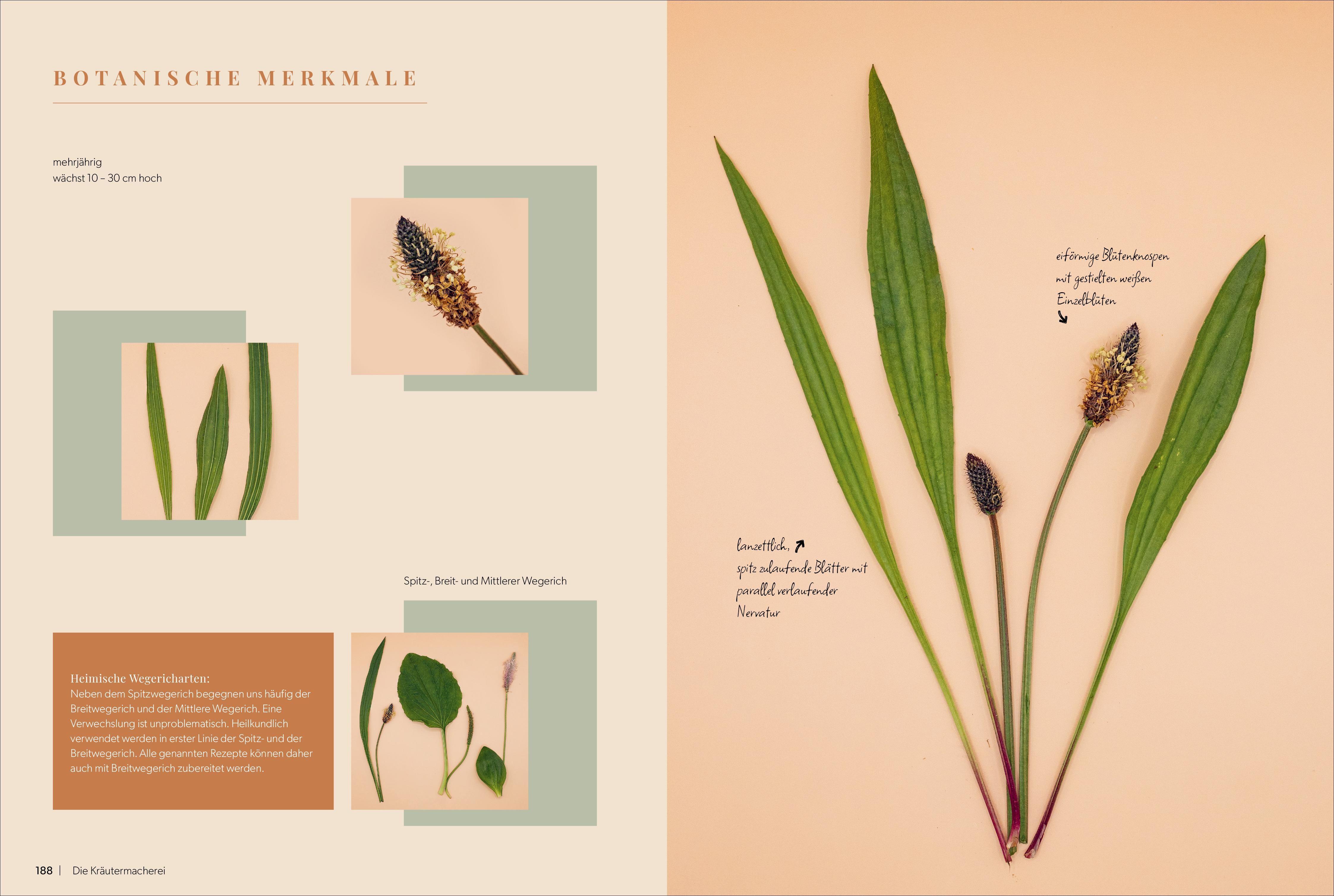 Beispielinhalt (Bild) Die Kräutermacherei. Meine Naturapotheke.