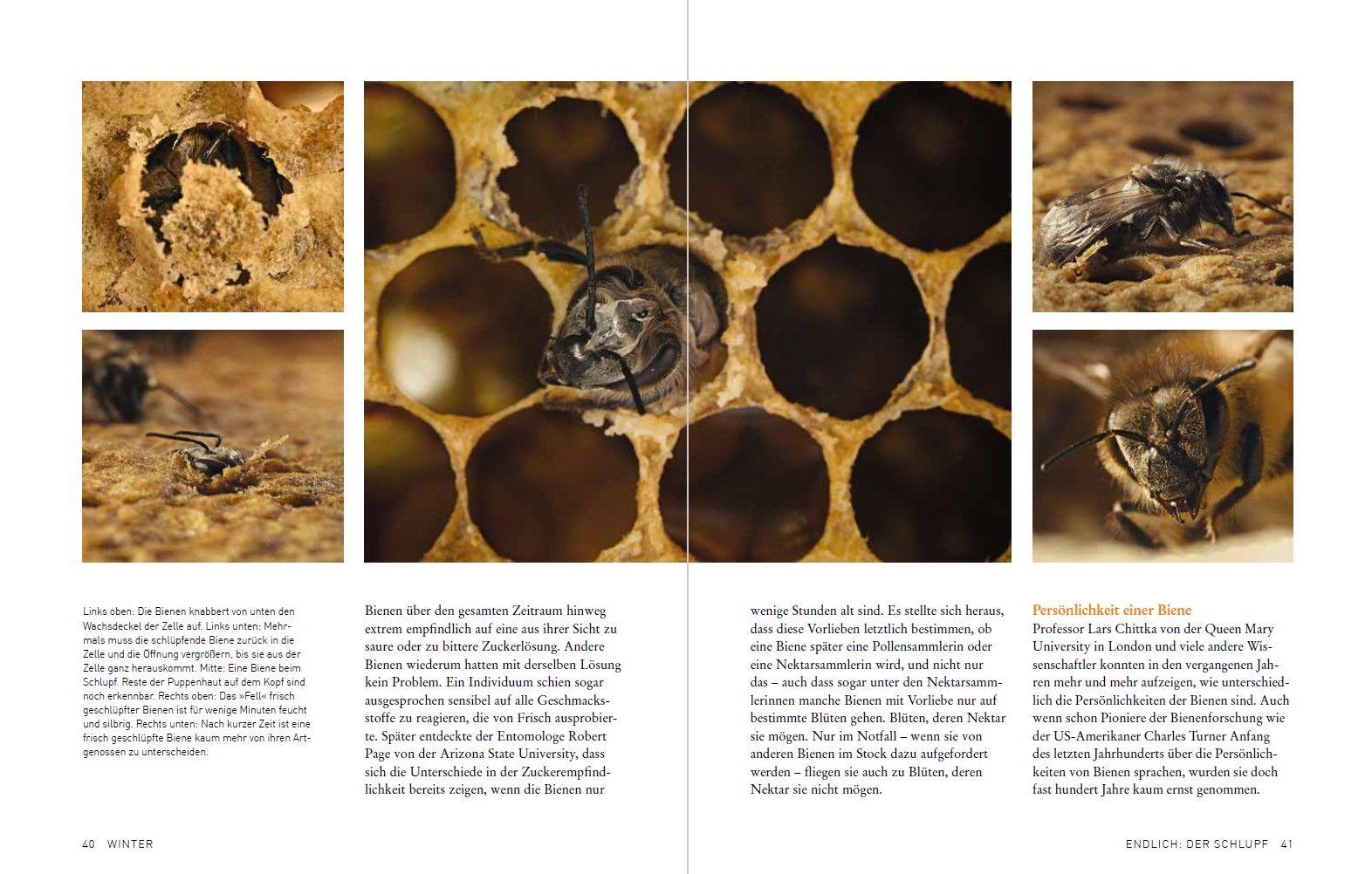Beispielinhalt (Bild) Tagebuch einer Biene