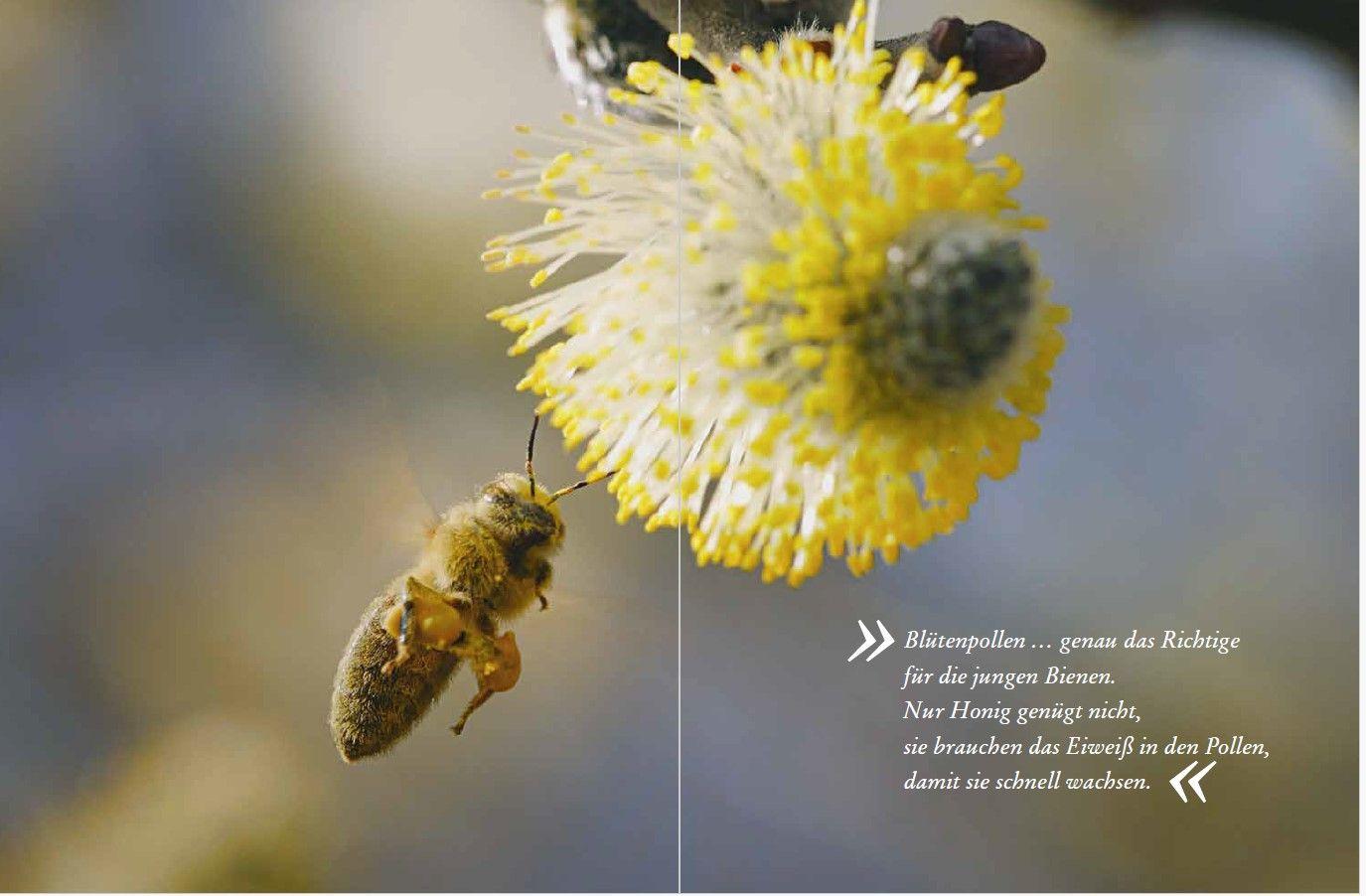 Beispielinhalt (Bild) Tagebuch einer Biene