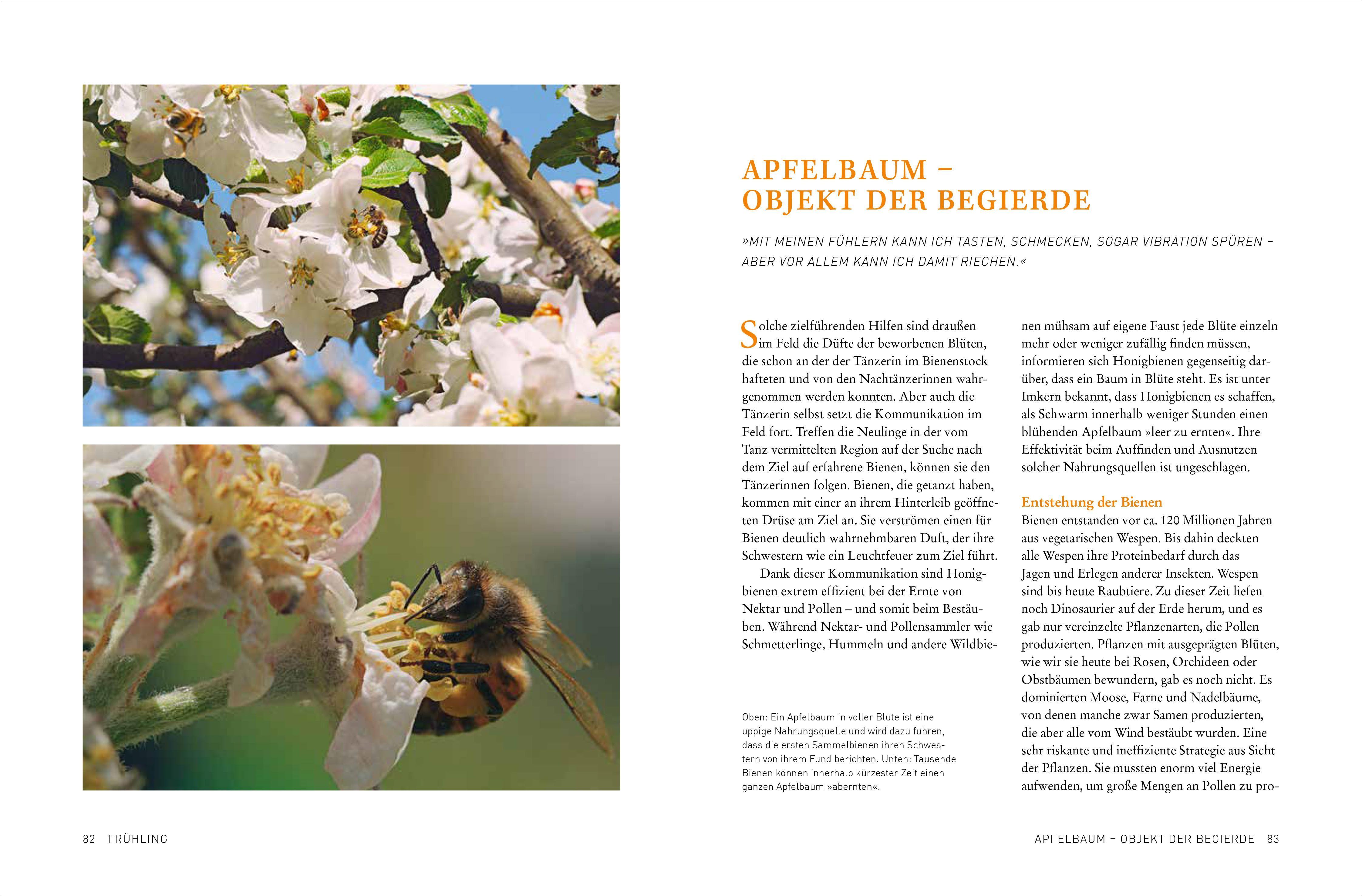 Beispielinhalt (Bild) Tagebuch einer Biene