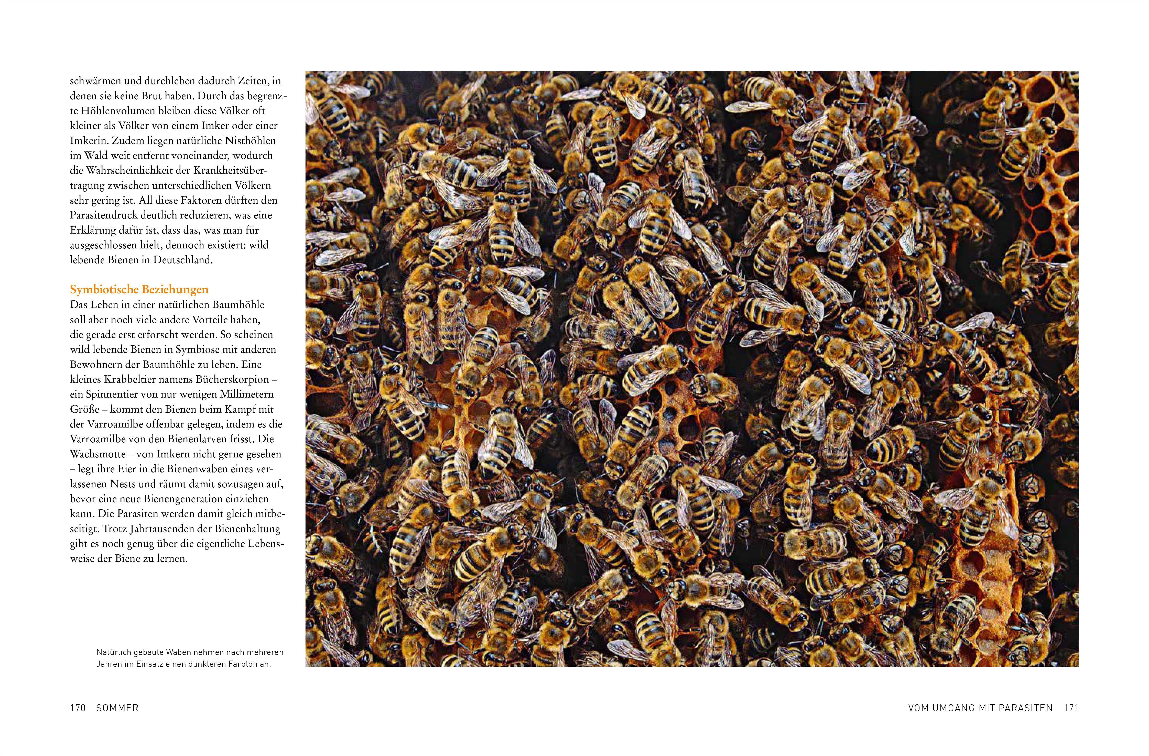 Beispielinhalt (Bild) Tagebuch einer Biene