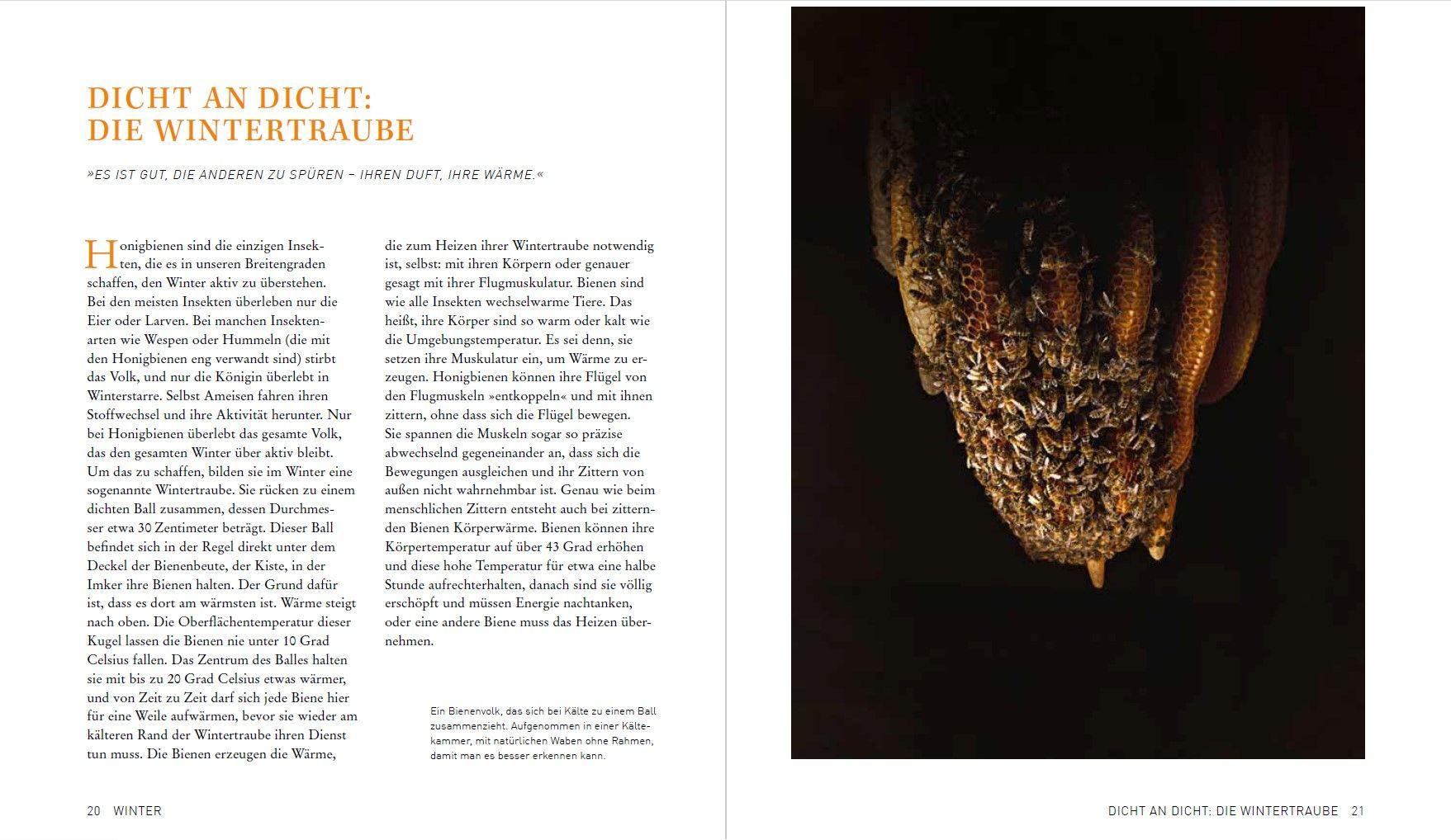 Beispielinhalt (Bild) Tagebuch einer Biene