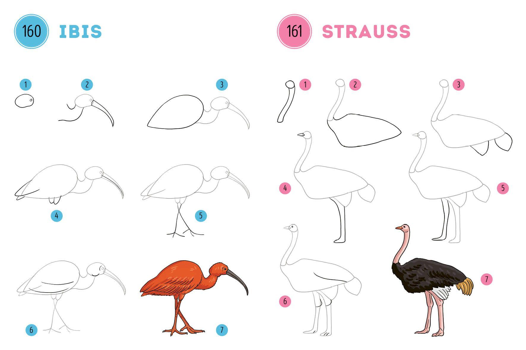 Beispielinhalt (Bild) 300 Motive zeichnen - Tiere
