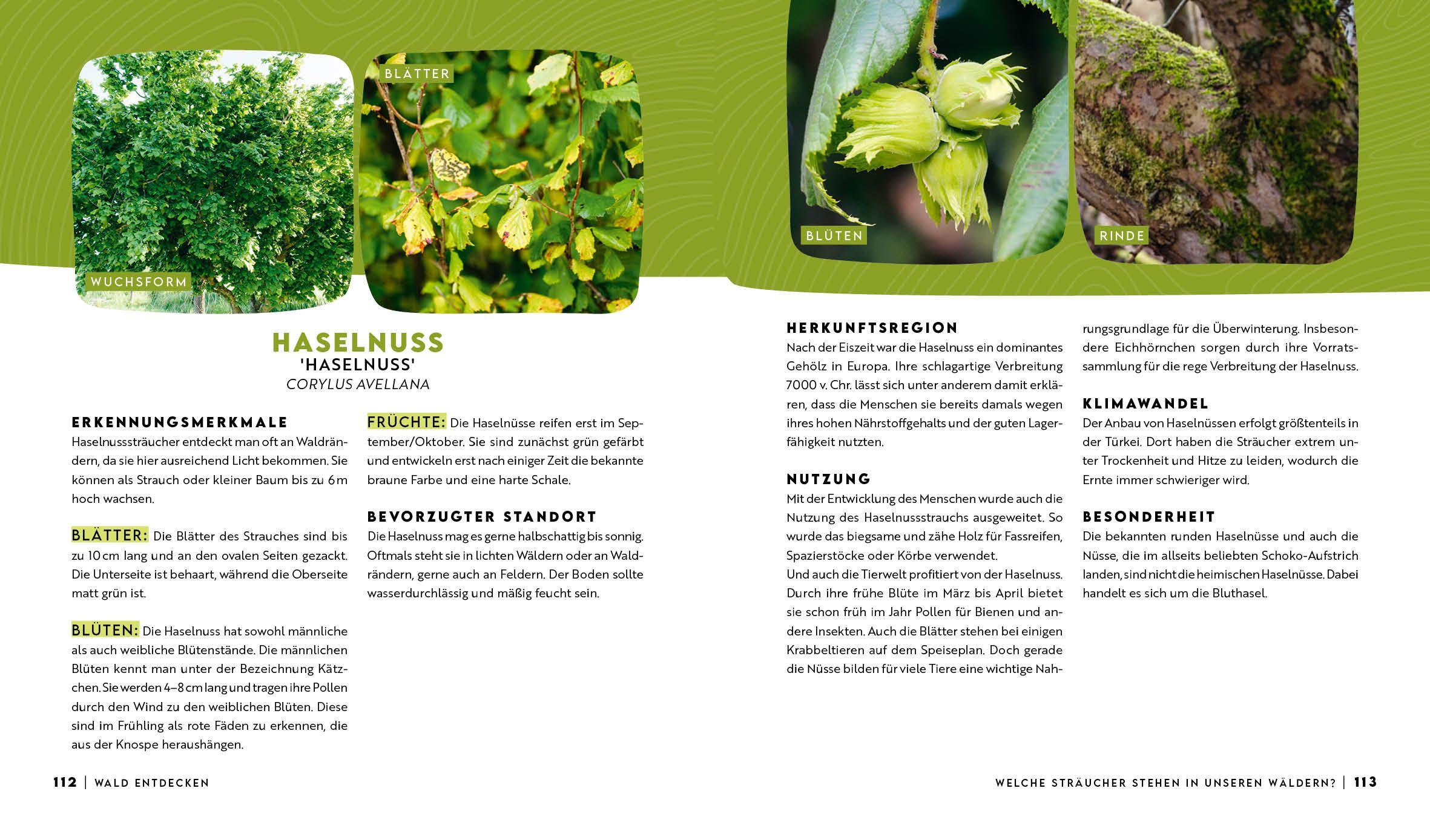 Beispielinhalt (Bild) Forst erklärt: Warum wir den Wald brauchen - und er uns