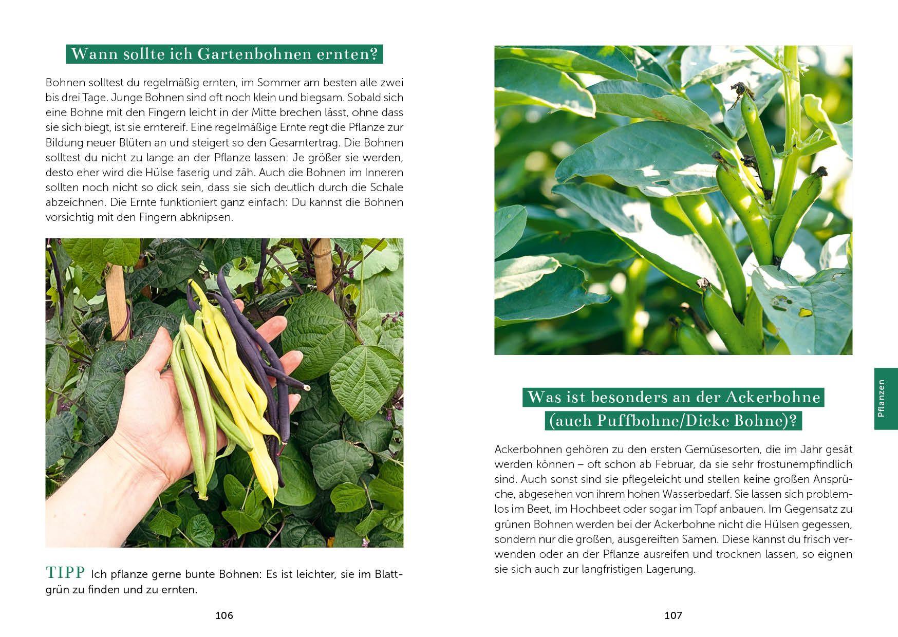 Beispielinhalt (Bild) Das Gemüsegarten 1 x 1