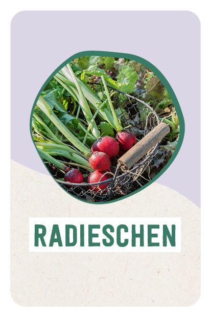 Beispielinhalt (Bild) Kartenset: Hochbeet super easy