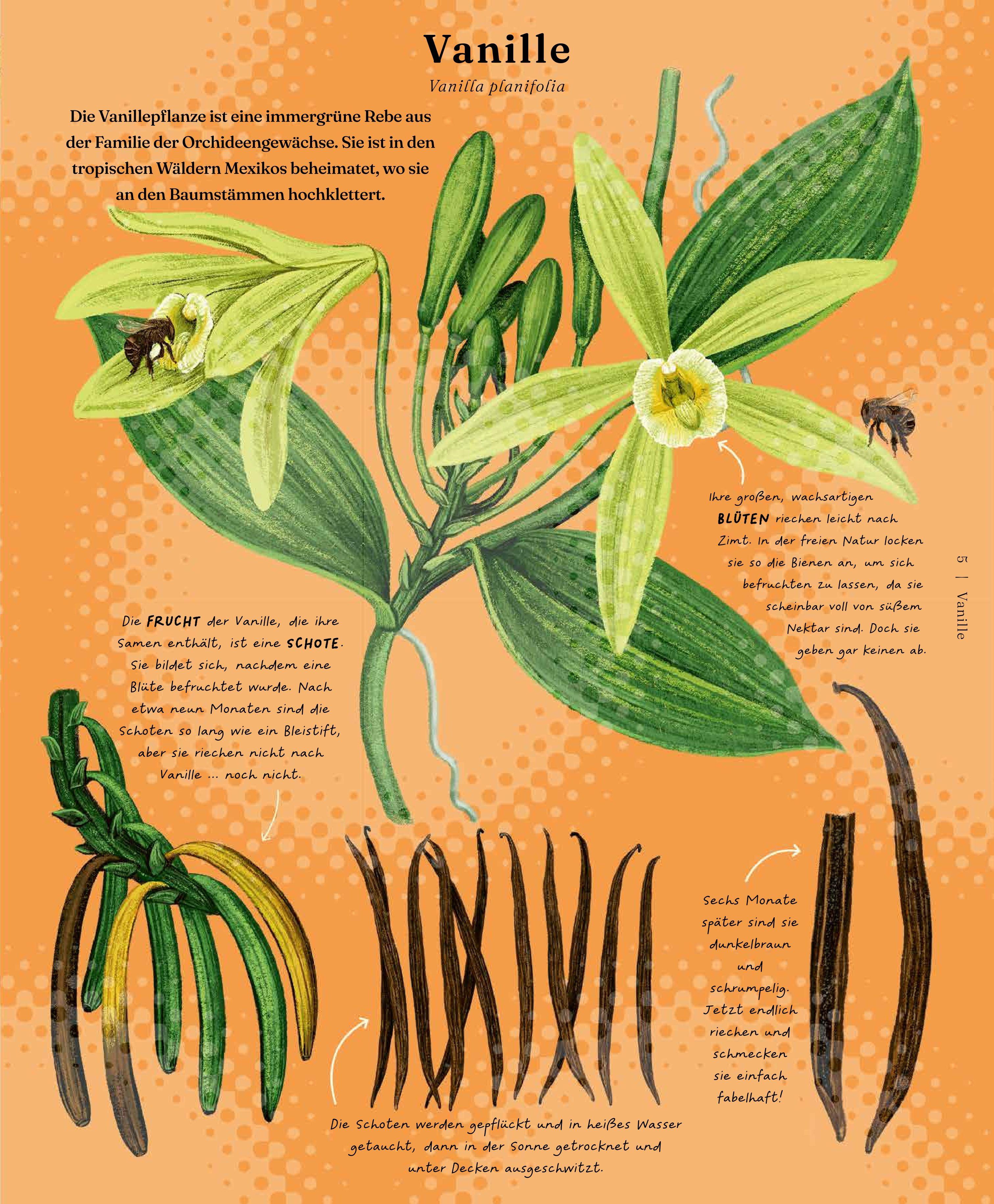 Beispielinhalt (Bild) Der Stoff, aus dem die Dinge sind