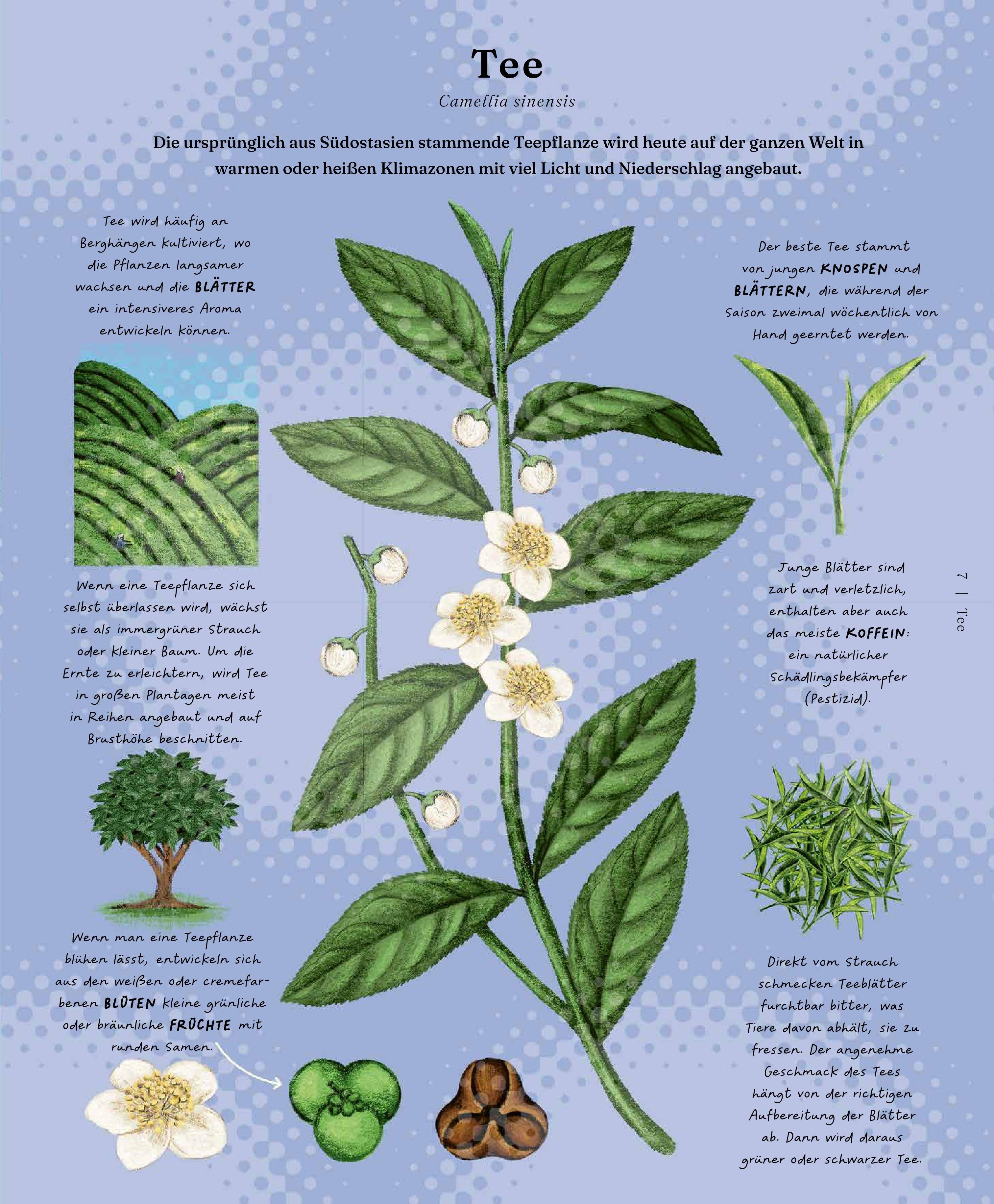 Beispielinhalt (Bild) Der Stoff, aus dem die Dinge sind