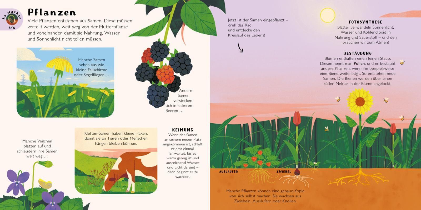 Beispielinhalt (Bild) Was wächst da?