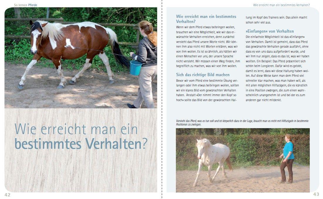 Beispielinhalt (Bild) So lernen Pferde