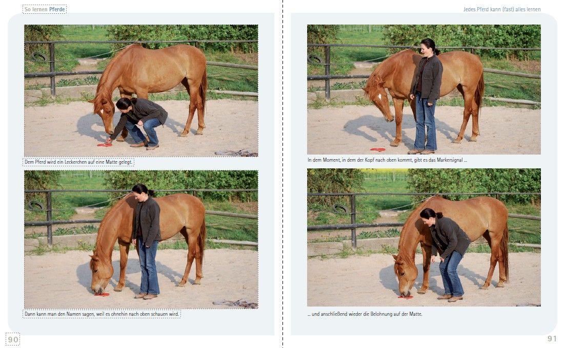 Beispielinhalt (Bild) So lernen Pferde