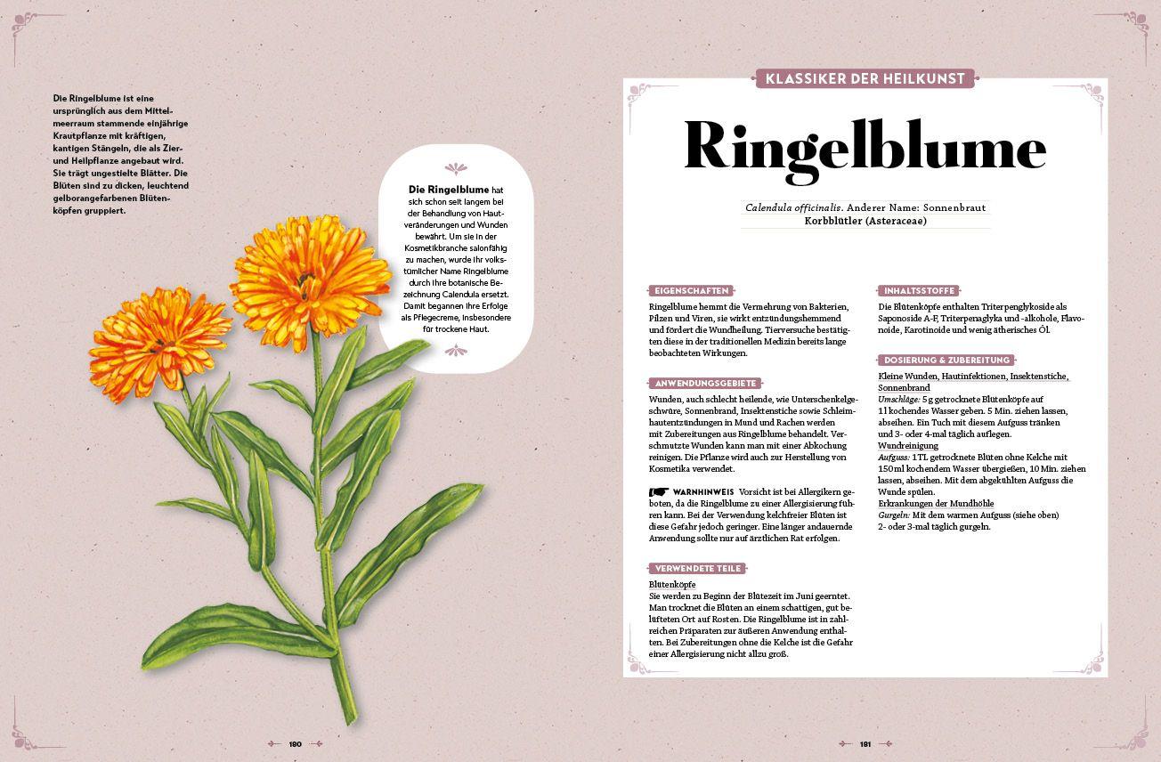 Beispielinhalt (Bild) Das große Reader´s Digest Heilpflanzenbuch