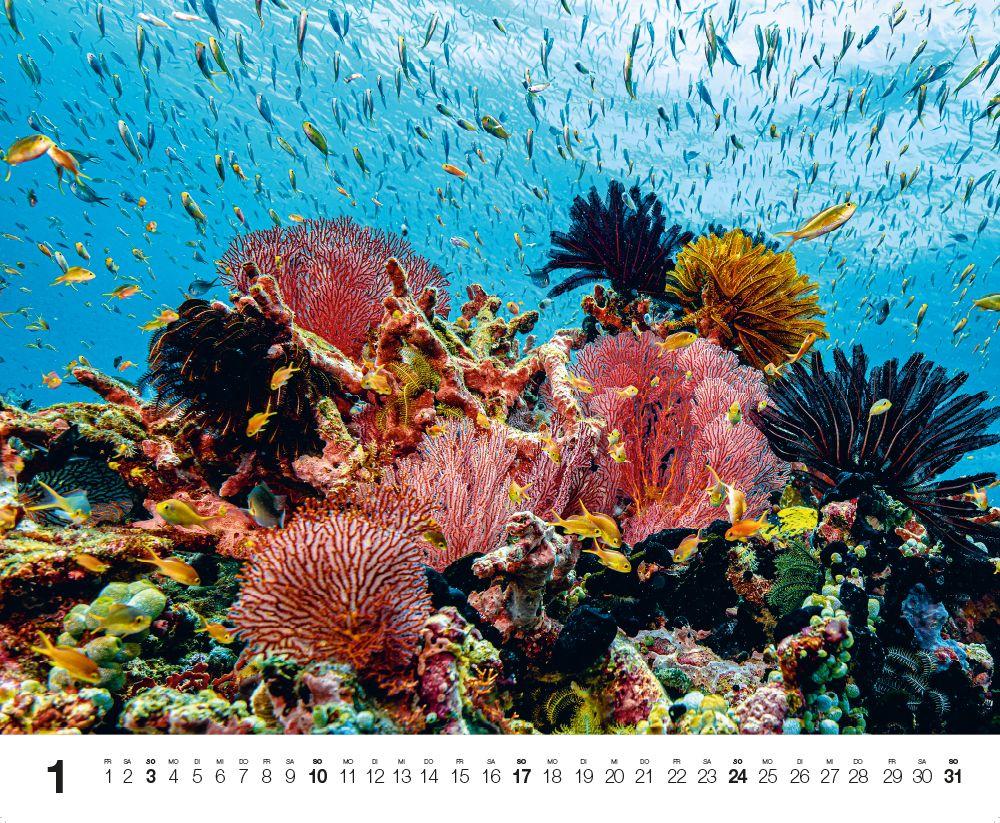 Beispielinhalt (Bild) Dive 2027